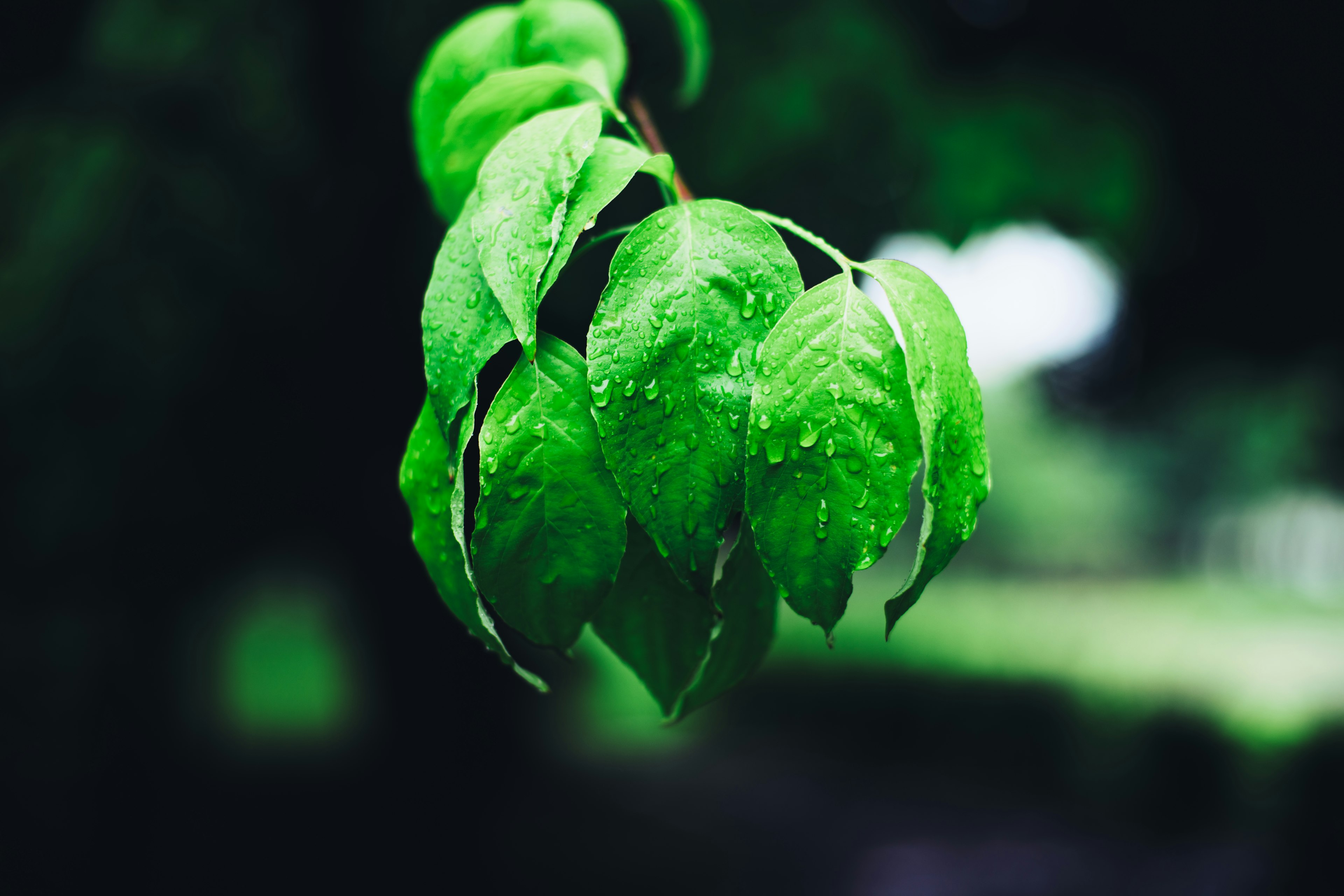 Gros plan sur des feuilles vertes avec des gouttes d'eau