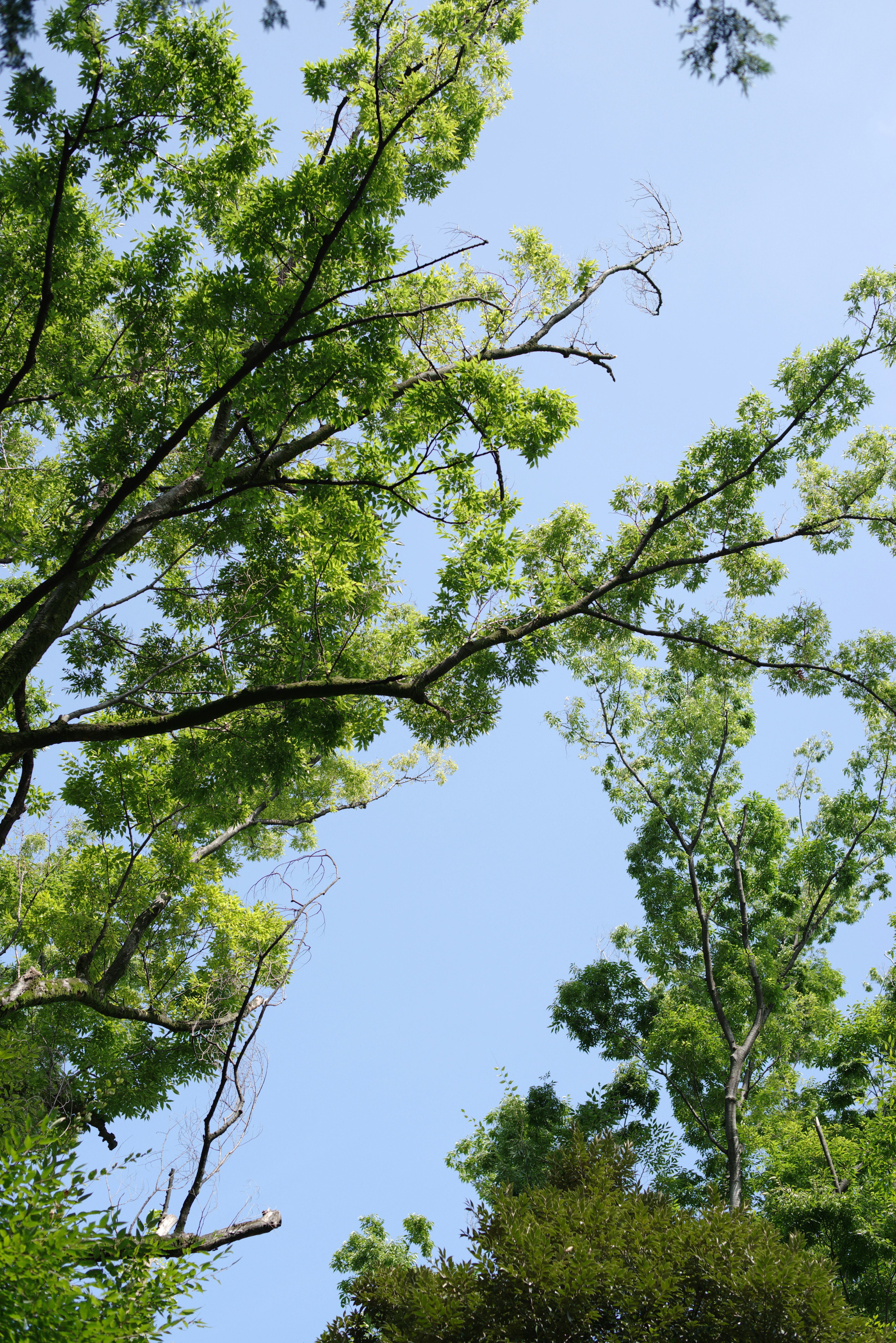 青空の下に広がる緑の木々の枝