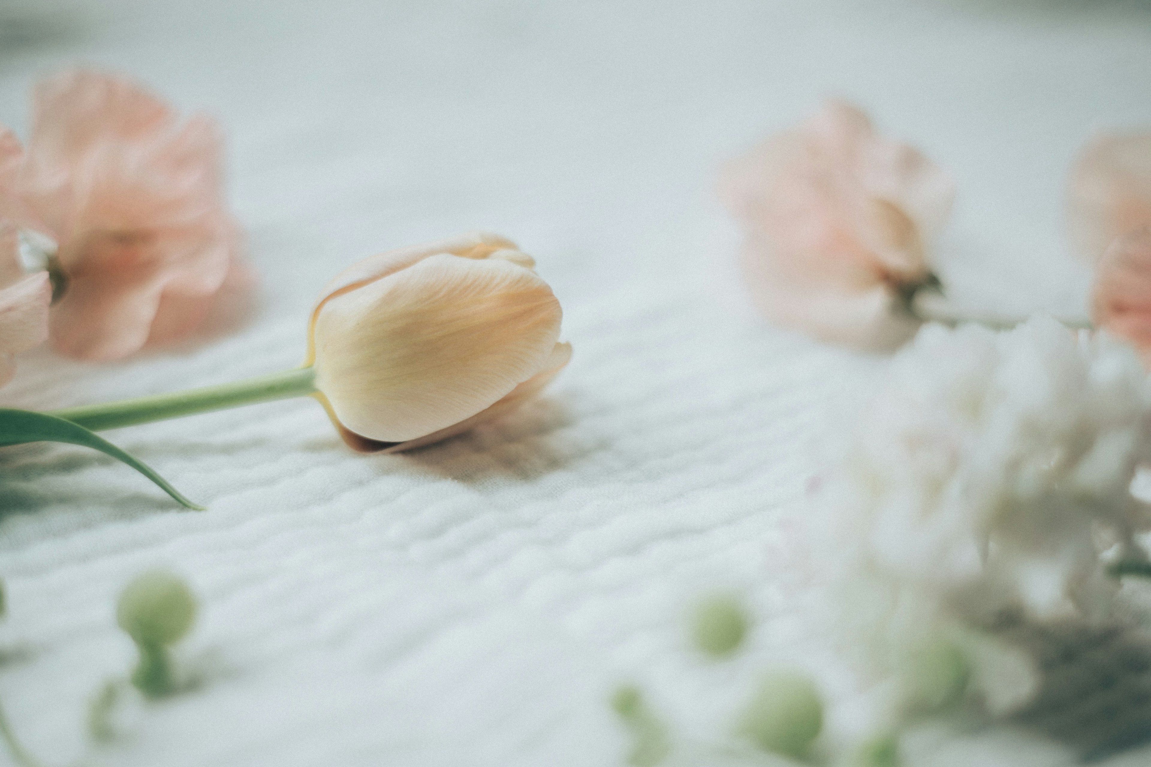 Eine sanft gefärbte Tulpe umgeben von zarten Blumen in einer Flat-Lay-Komposition