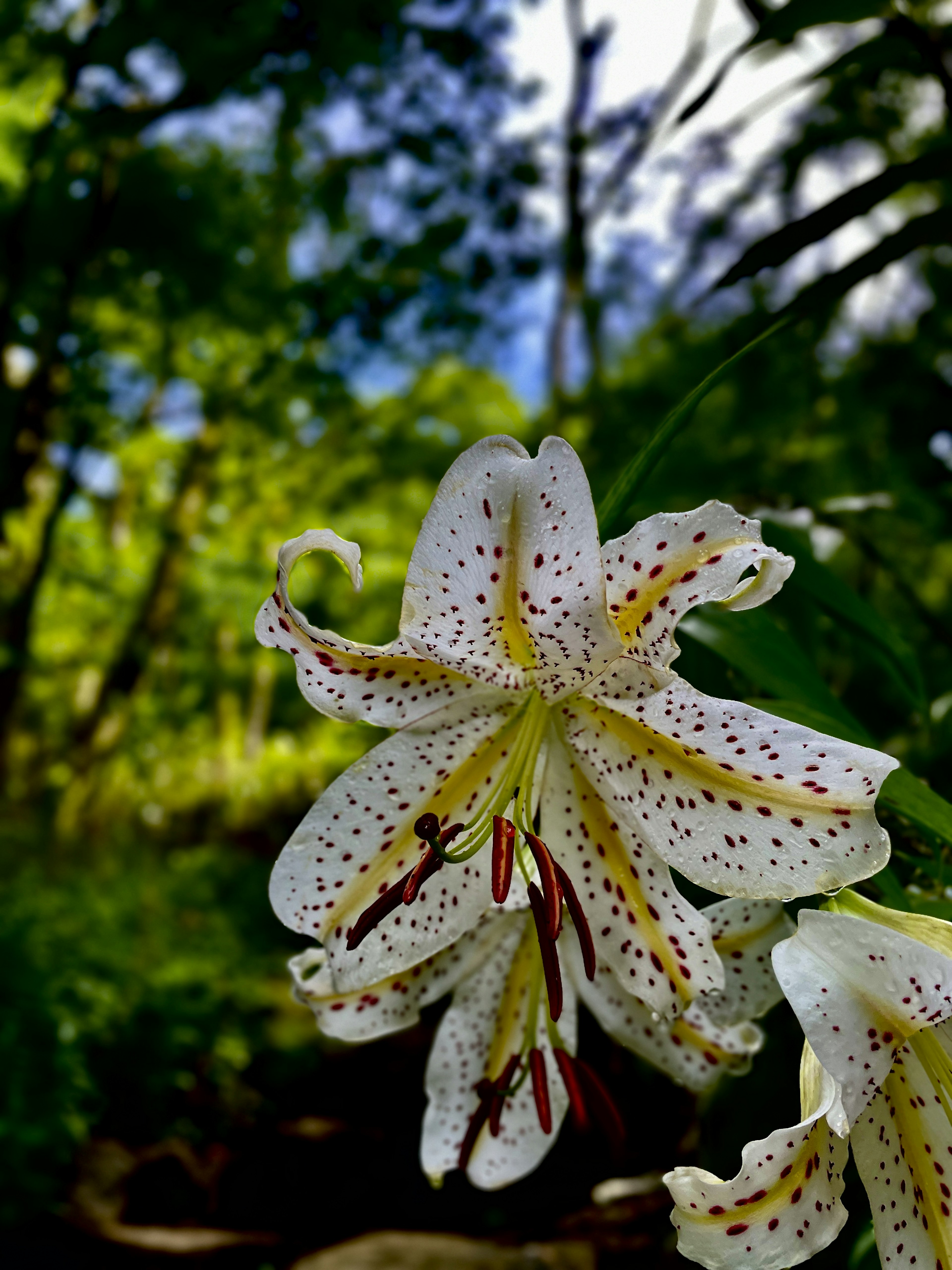 Close-up of a white lily flower with yellow and red patterns against a blurred green background