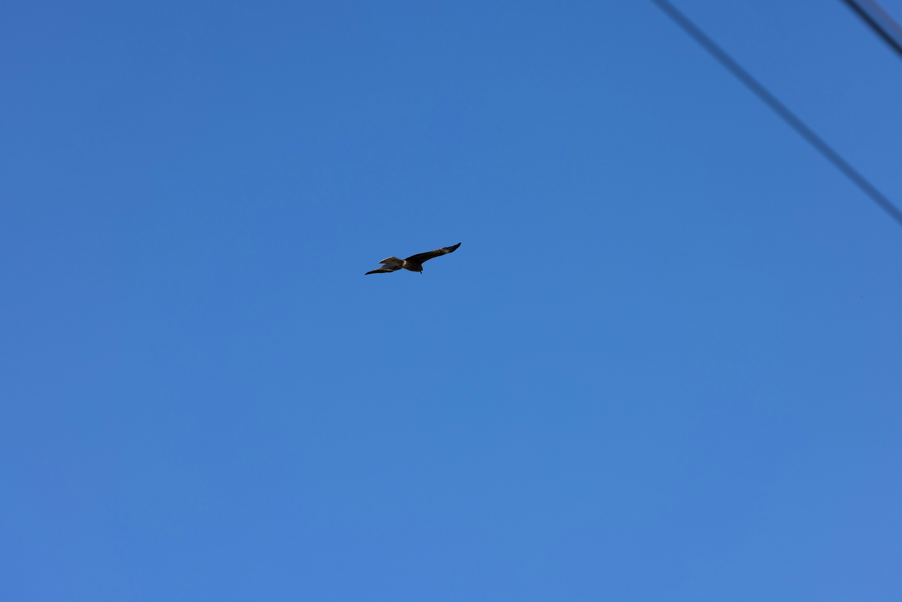 Silueta de un pájaro volando en un cielo azul claro