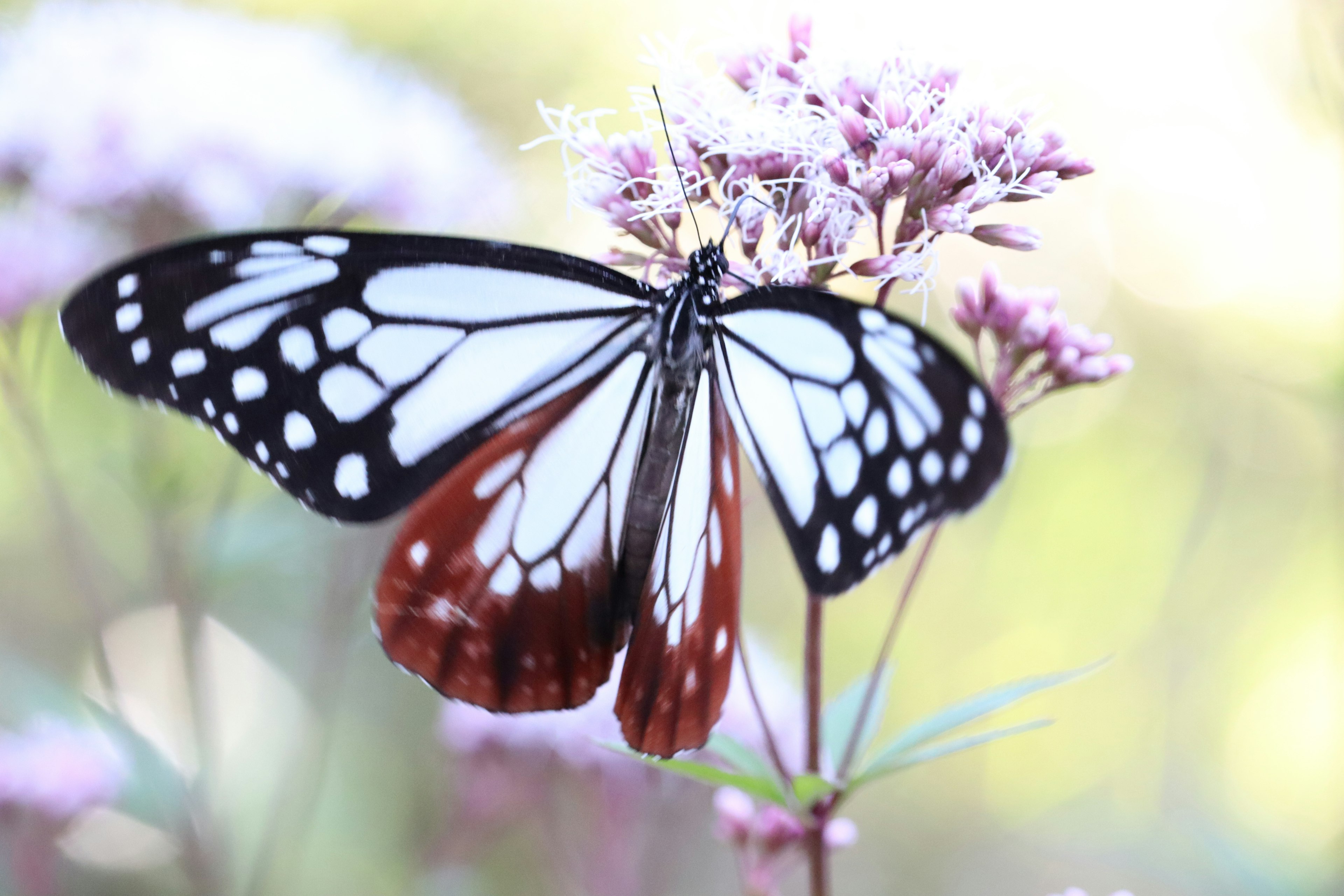 Beautiful black and white butterfly perched on pink flowers