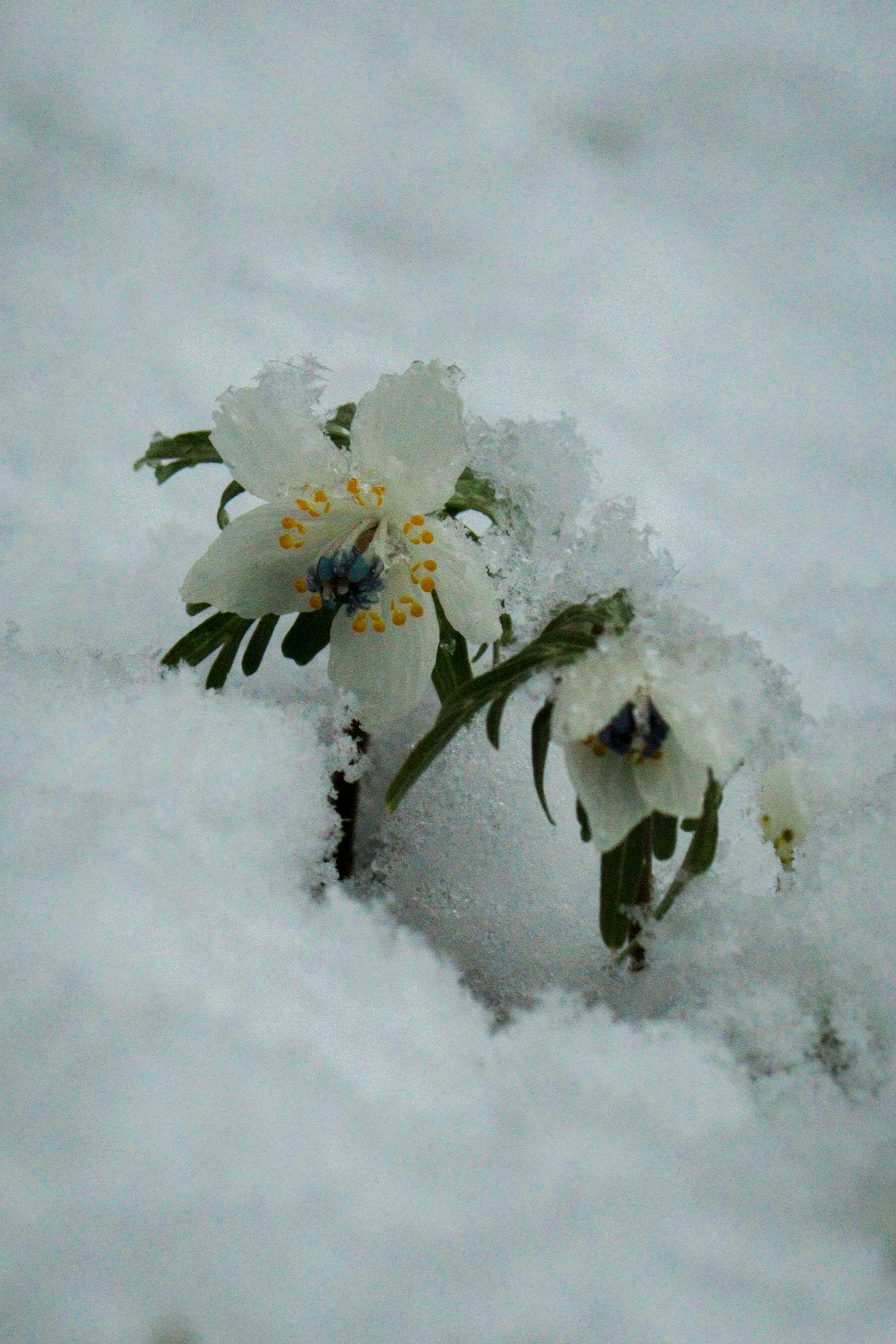 Fleurs blanches et feuilles vertes fleurissant dans la neige