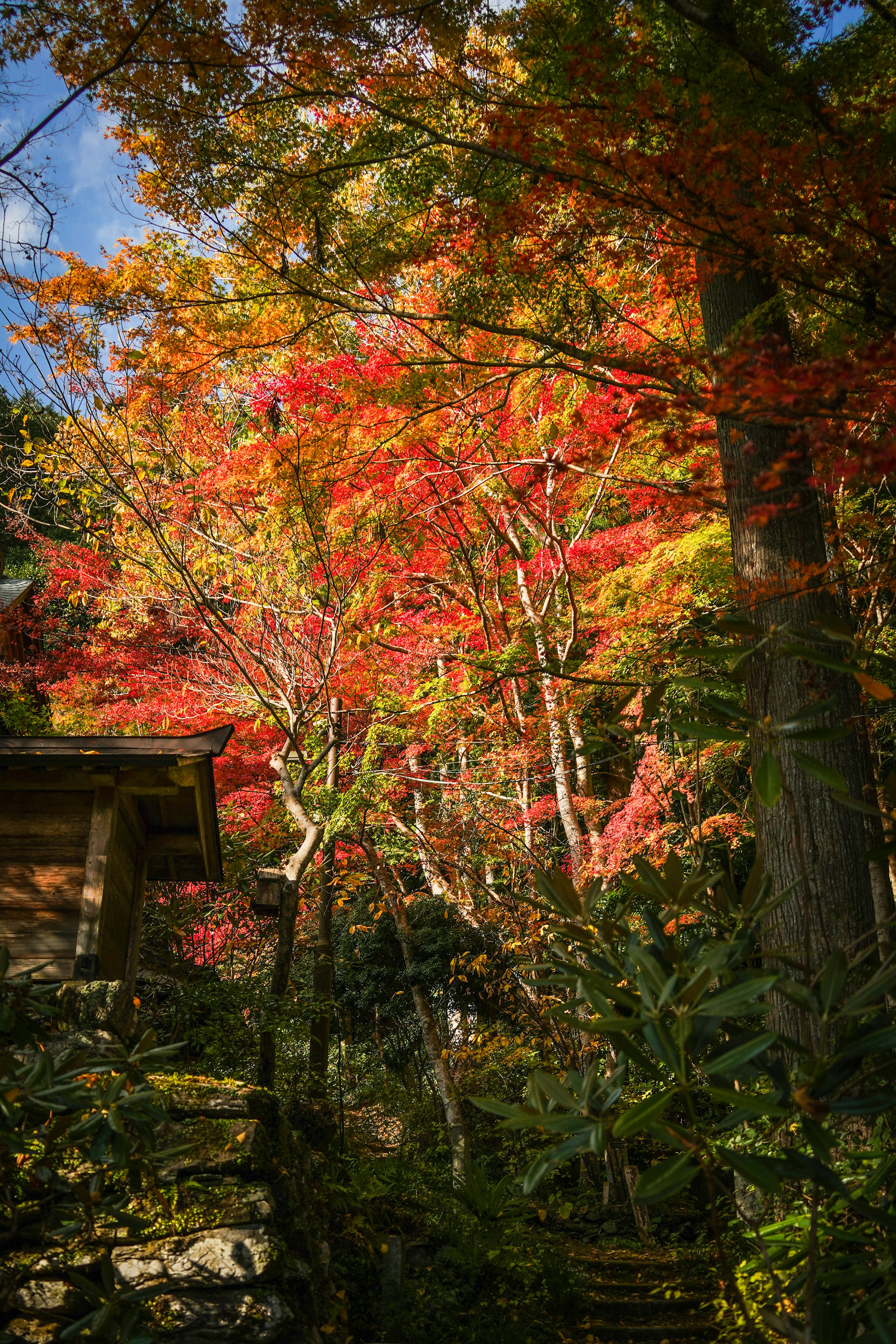 秋の紅葉に彩られた木々と青空のコントラスト