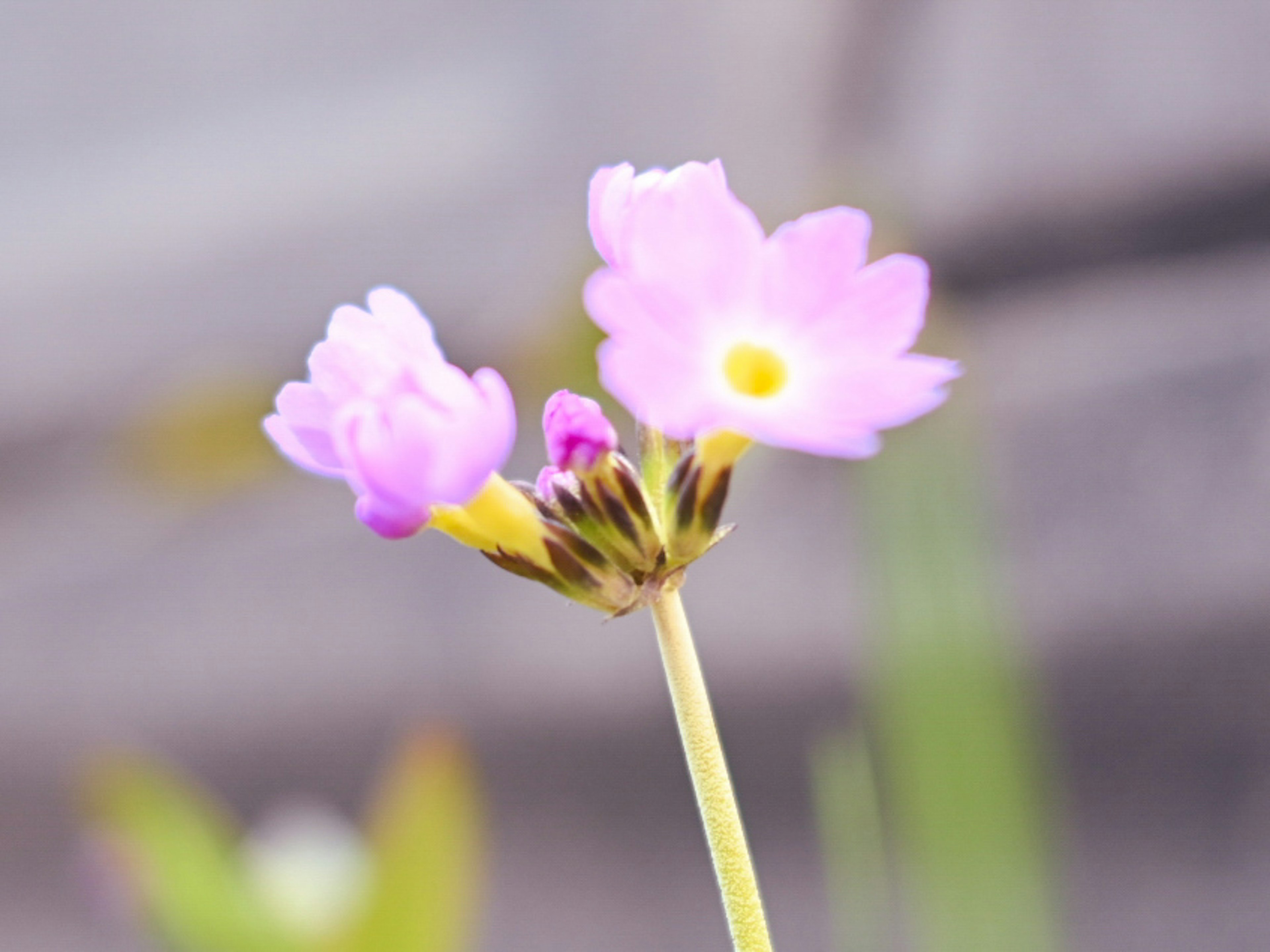 細長綠色莖上的精緻粉色花朵