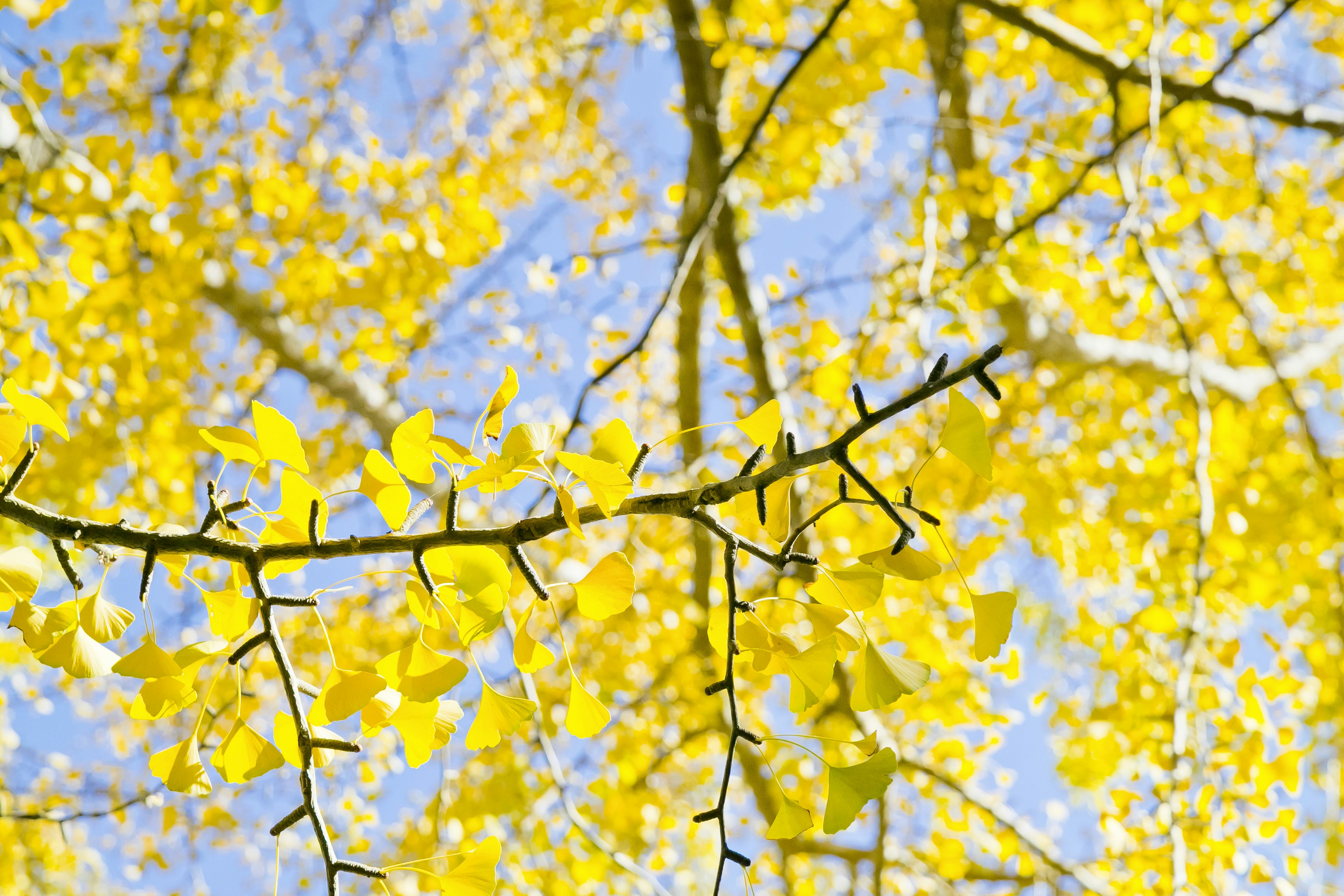 Zweige mit leuchtend gelben Ginkgo-Blättern unter einem klaren blauen Himmel