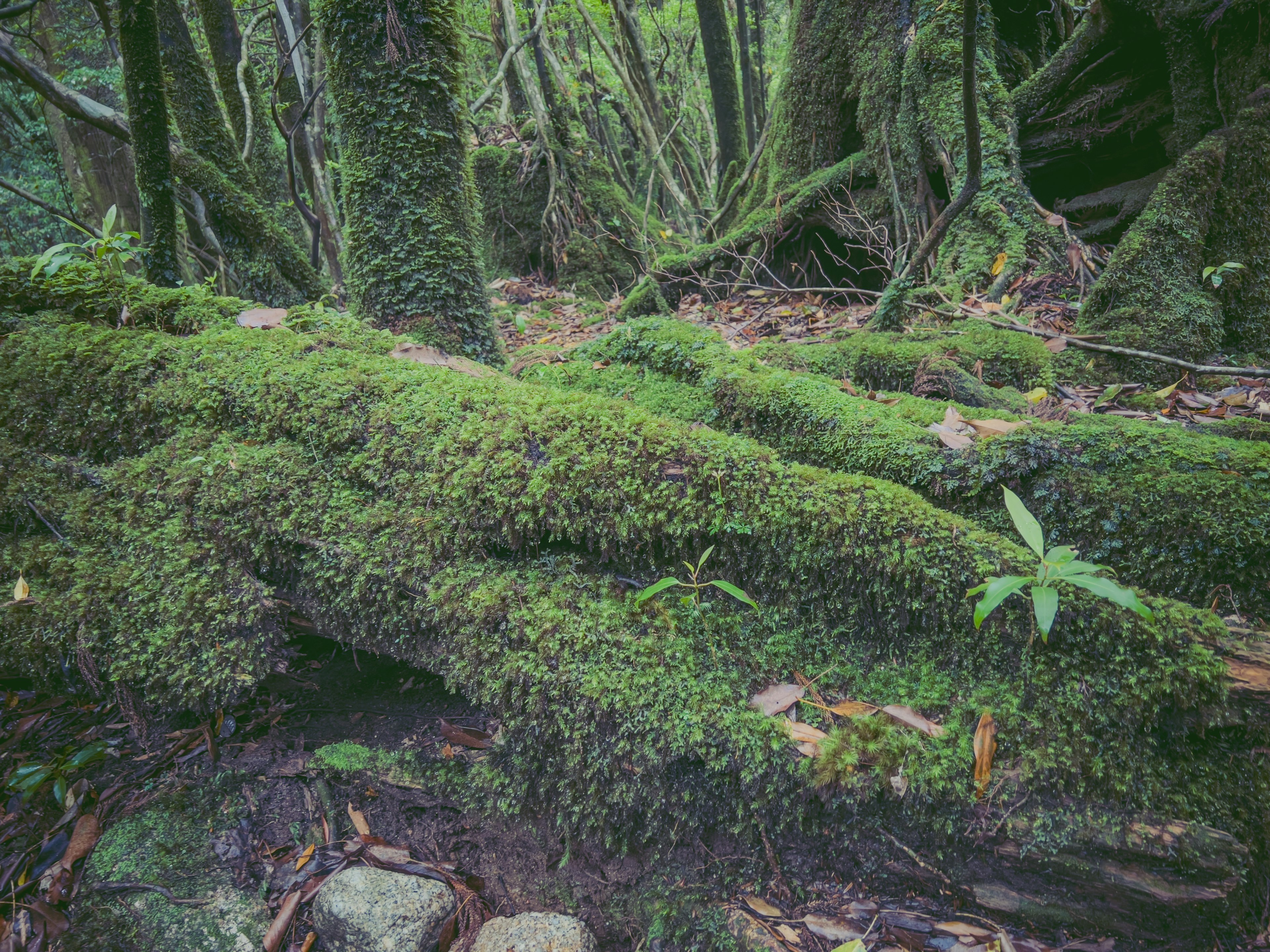 Tronco caído cubierto de musgo verde rodeado de bosque