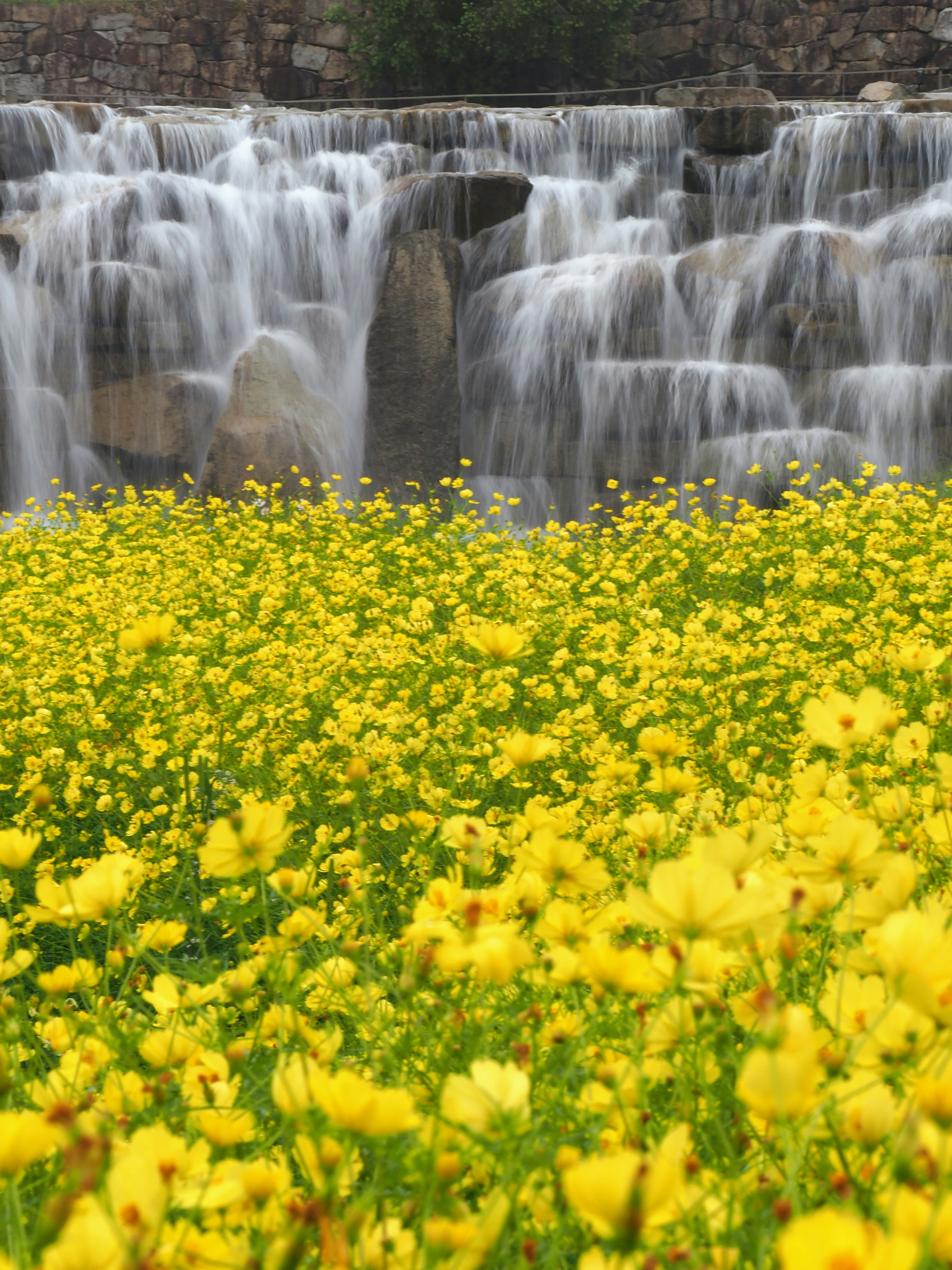 Vibrant yellow flowers with a cascading waterfall in the background