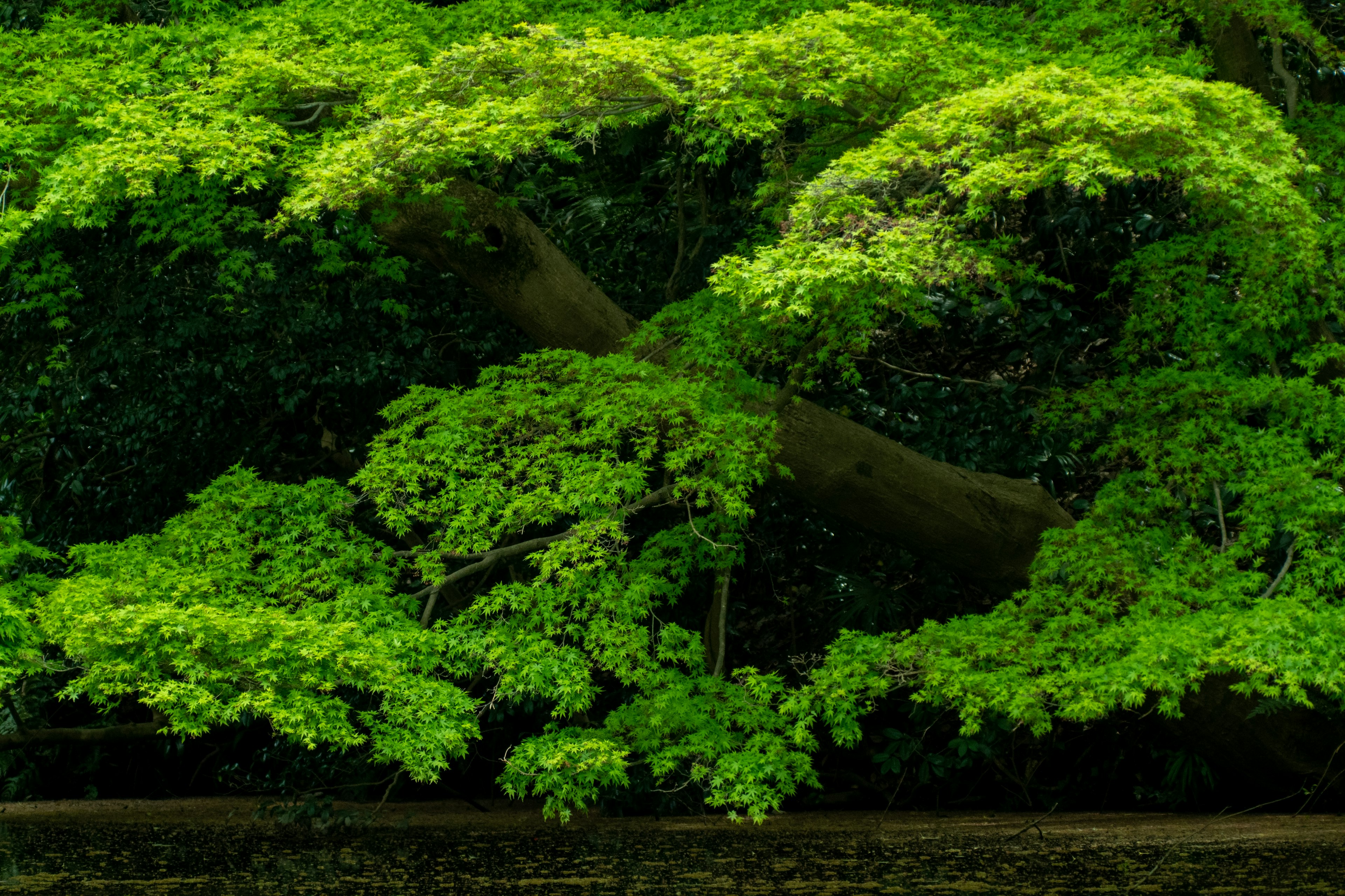 Foto cabang pohon dengan daun hijau subur