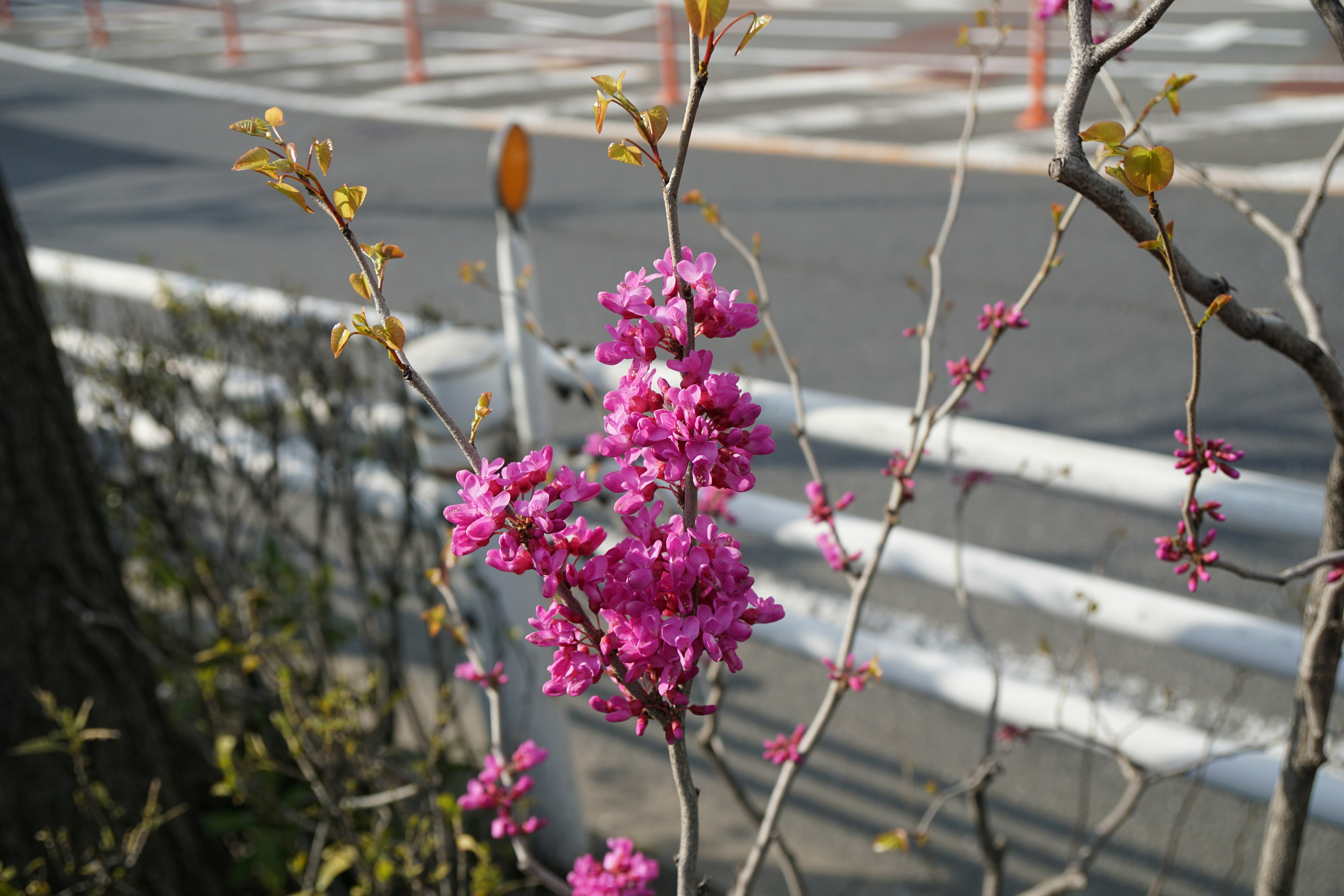 道路脇に咲く鮮やかなピンクの花と新芽の枝