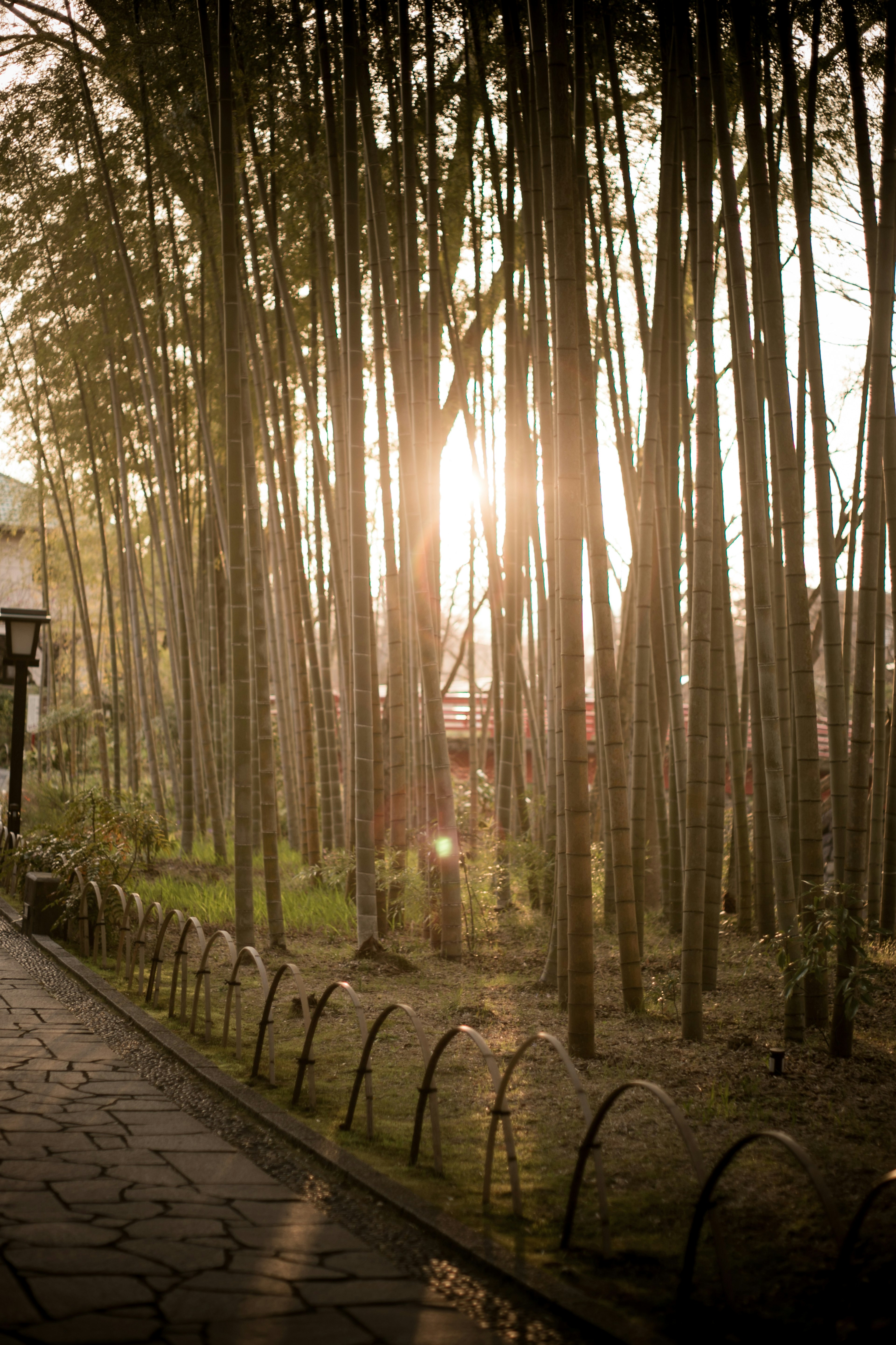 Sonnenlicht, das durch Bambusbäume an einem Steinweg fällt