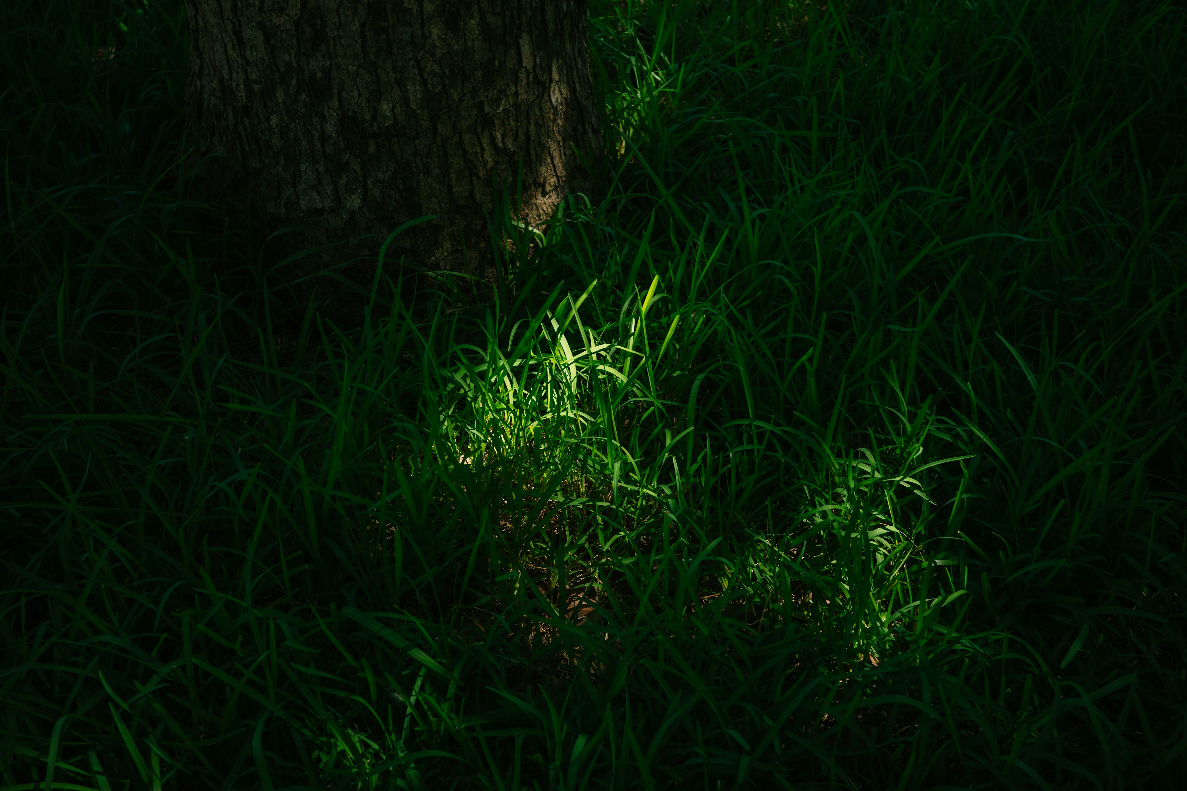 Riflessi di luce sull'erba verde con uno sfondo scuro