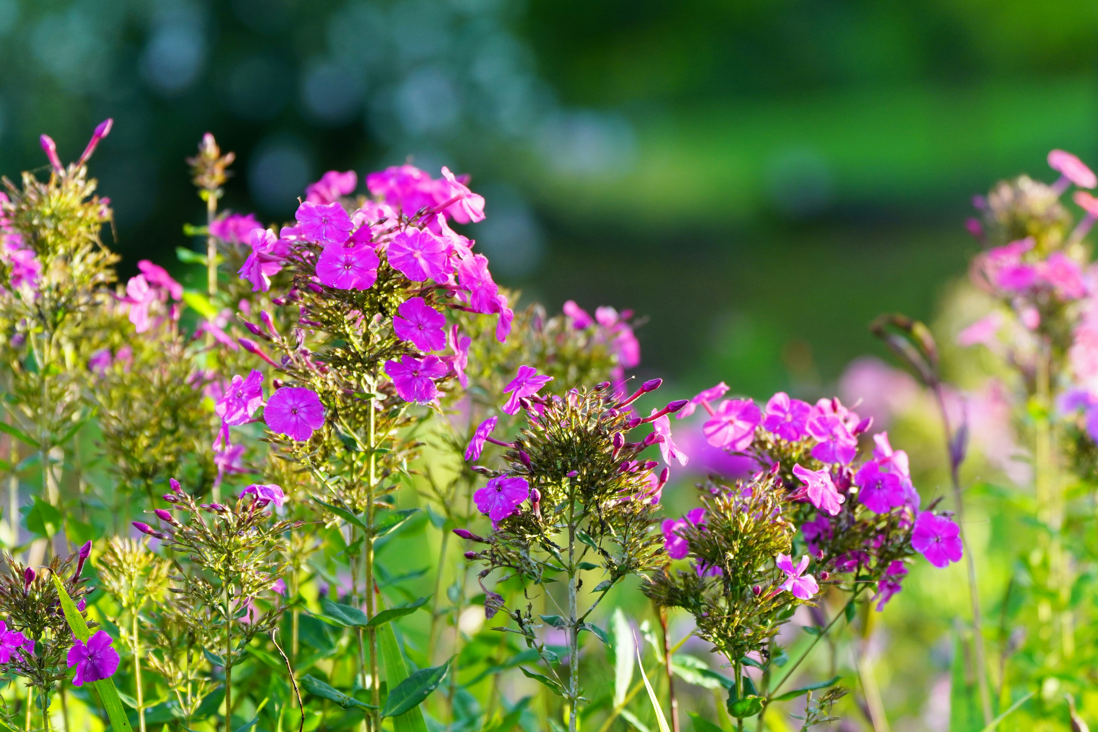 Lebendige rosa Phloxblüten blühen zwischen üppigem grünem Laub