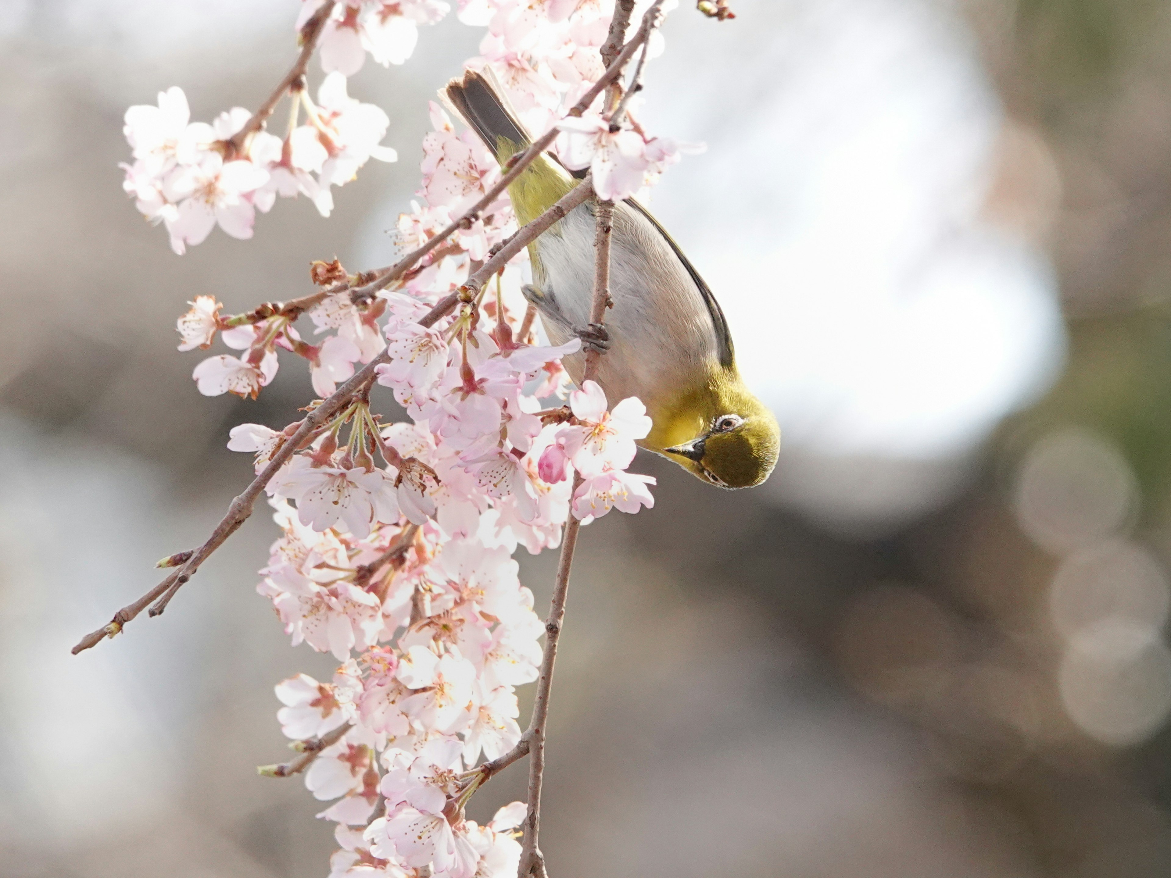 Un piccolo uccello appeso a testa in giù sui rami di ciliegio in fiore