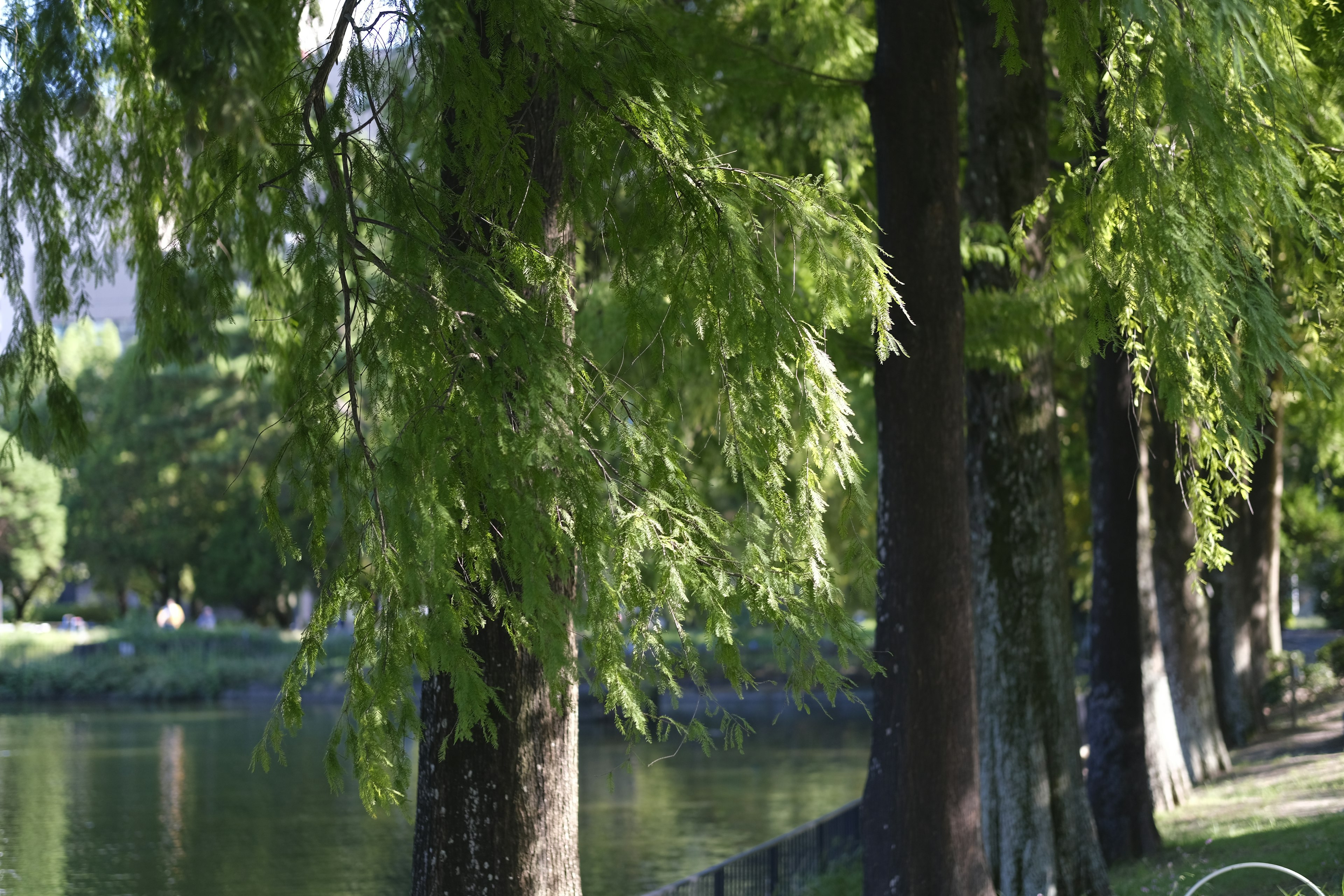 Üppige grüne Bäume, die eine ruhige Flusslandschaft säumen