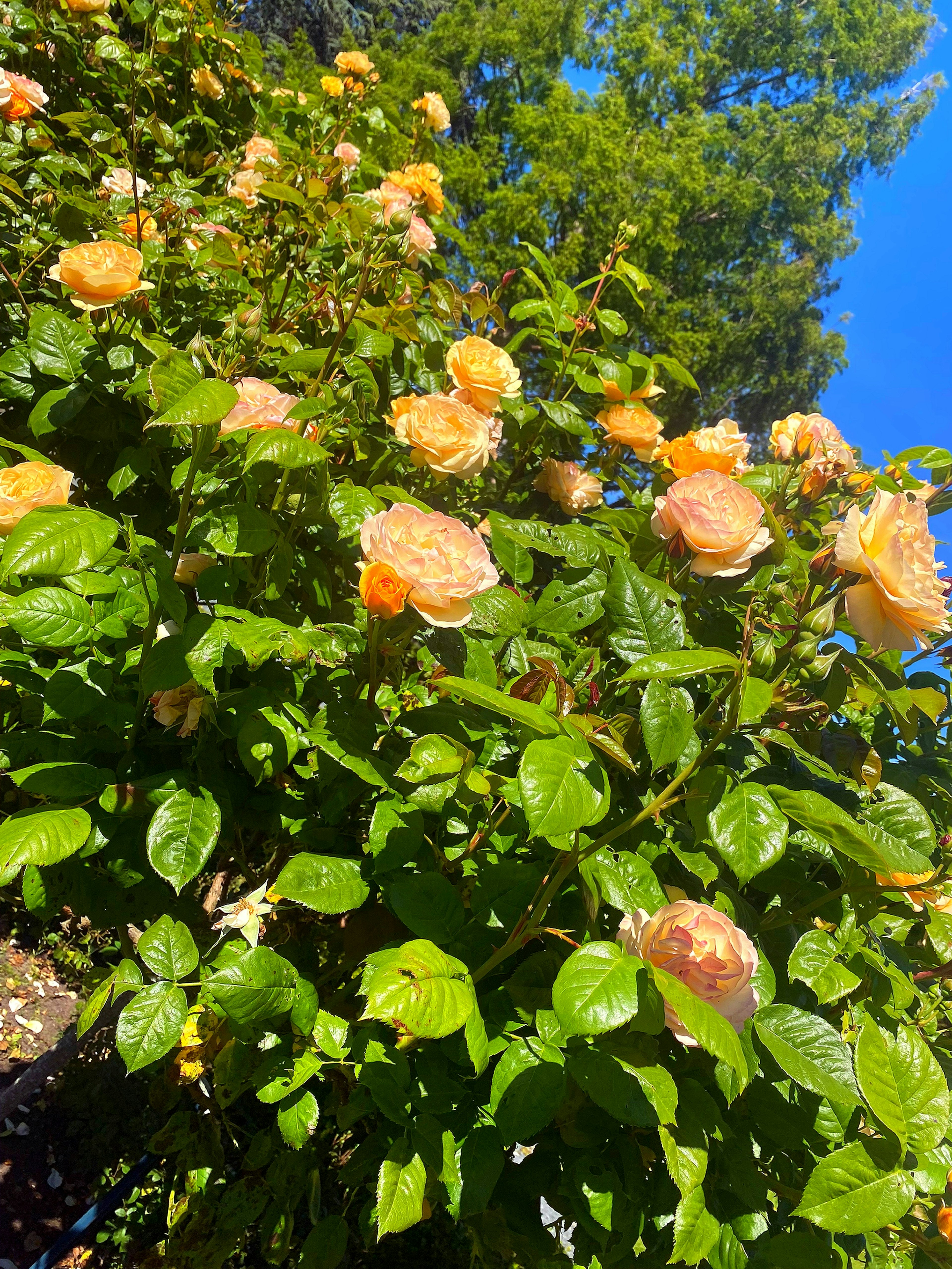 Orange roses blooming on a lush green shrub