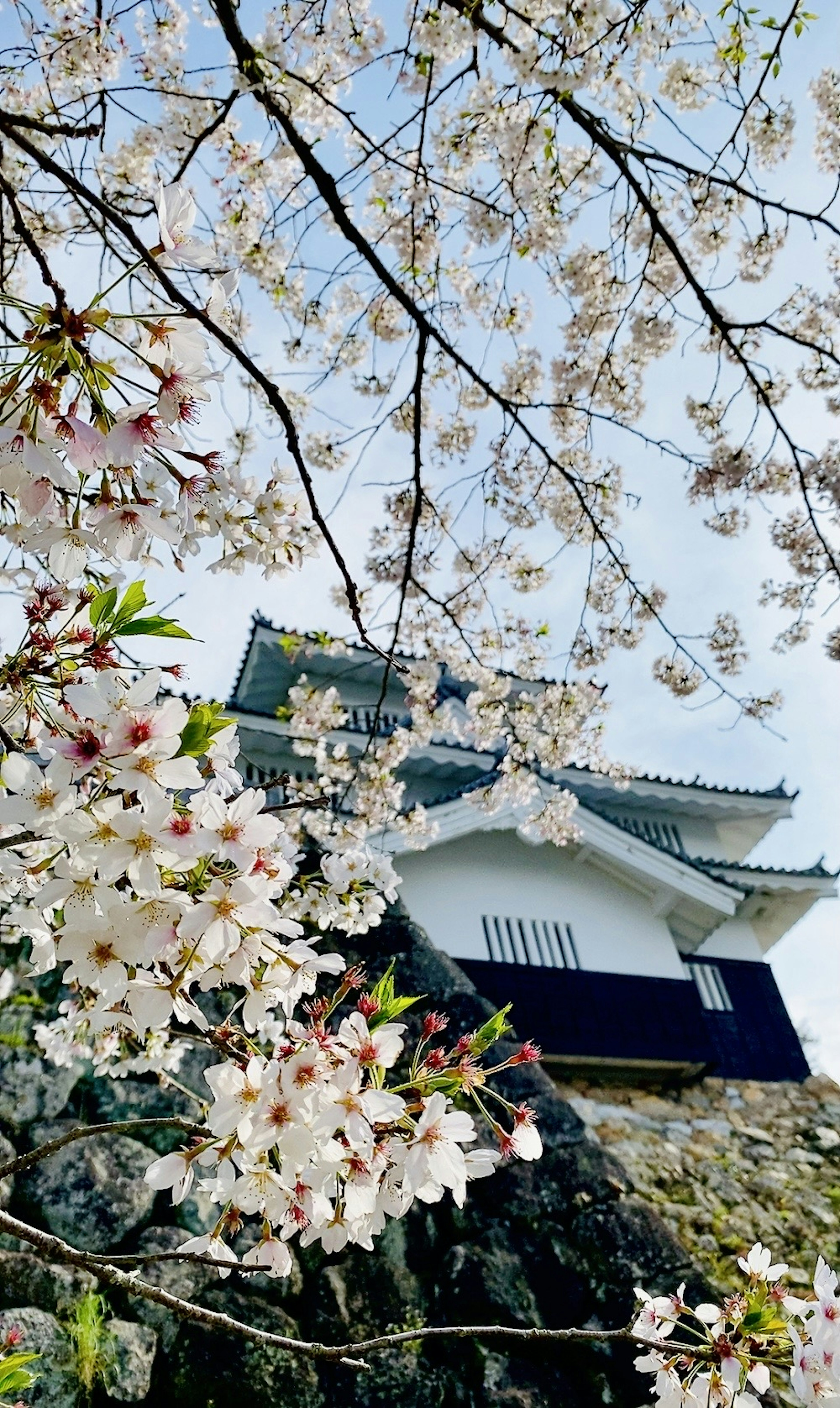 Una vista panoramica di un castello incorniciato da fiori di ciliegio in fiore