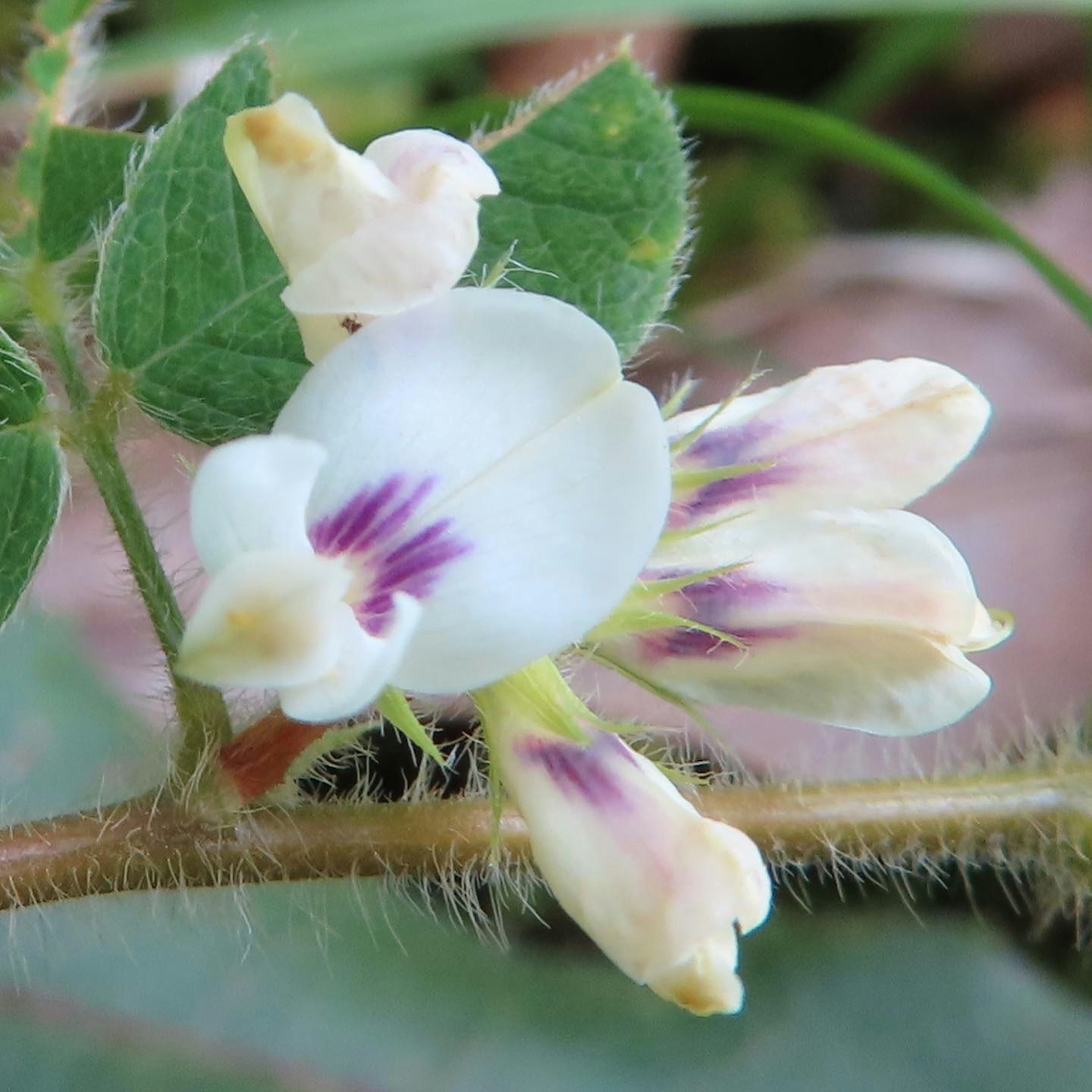 ภาพโคลสอัพของดอกไม้สีขาวพร้อมลวดลายสีม่วงและใบสีเขียว