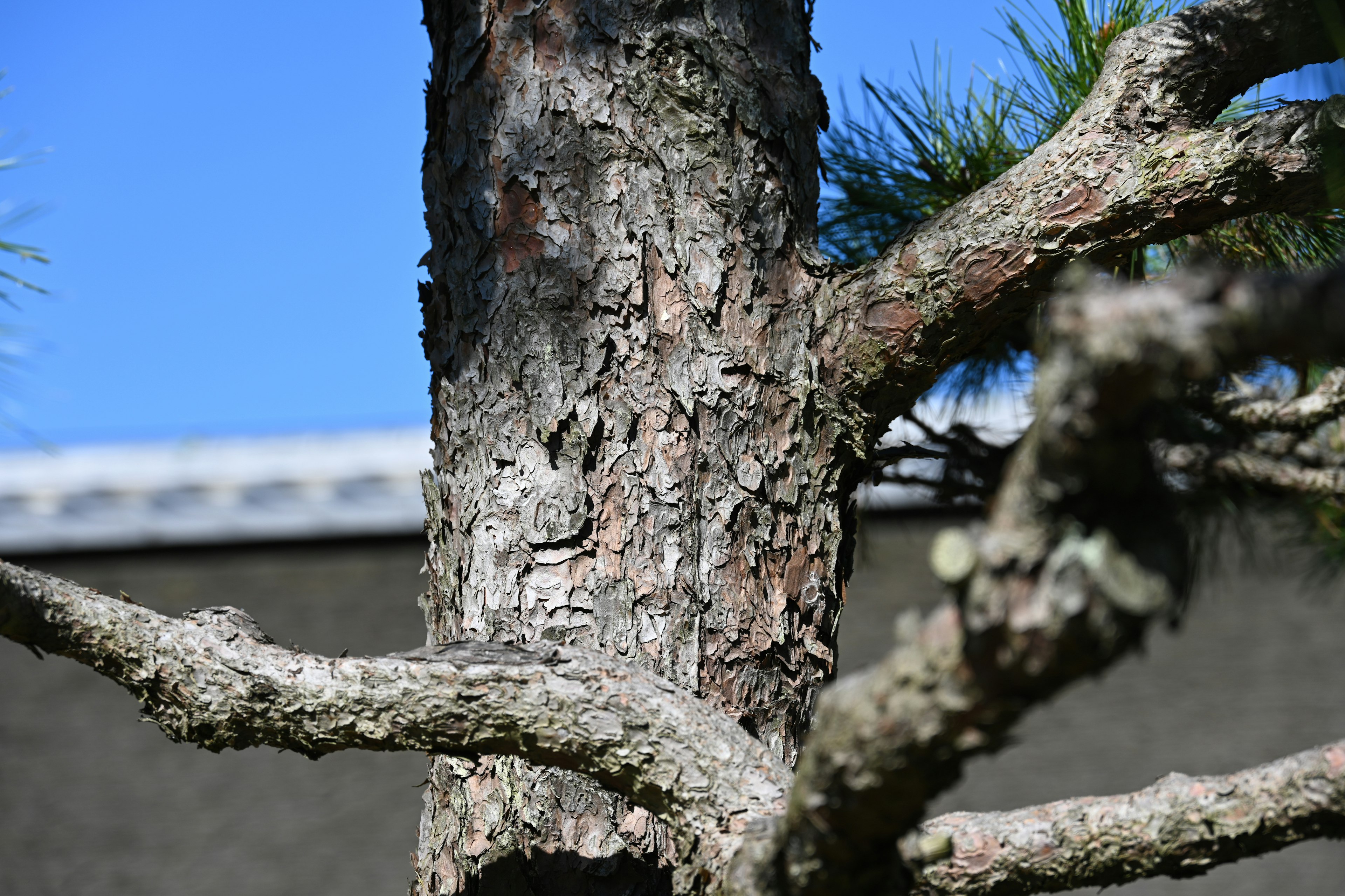 Tree trunk and branches under a blue sky