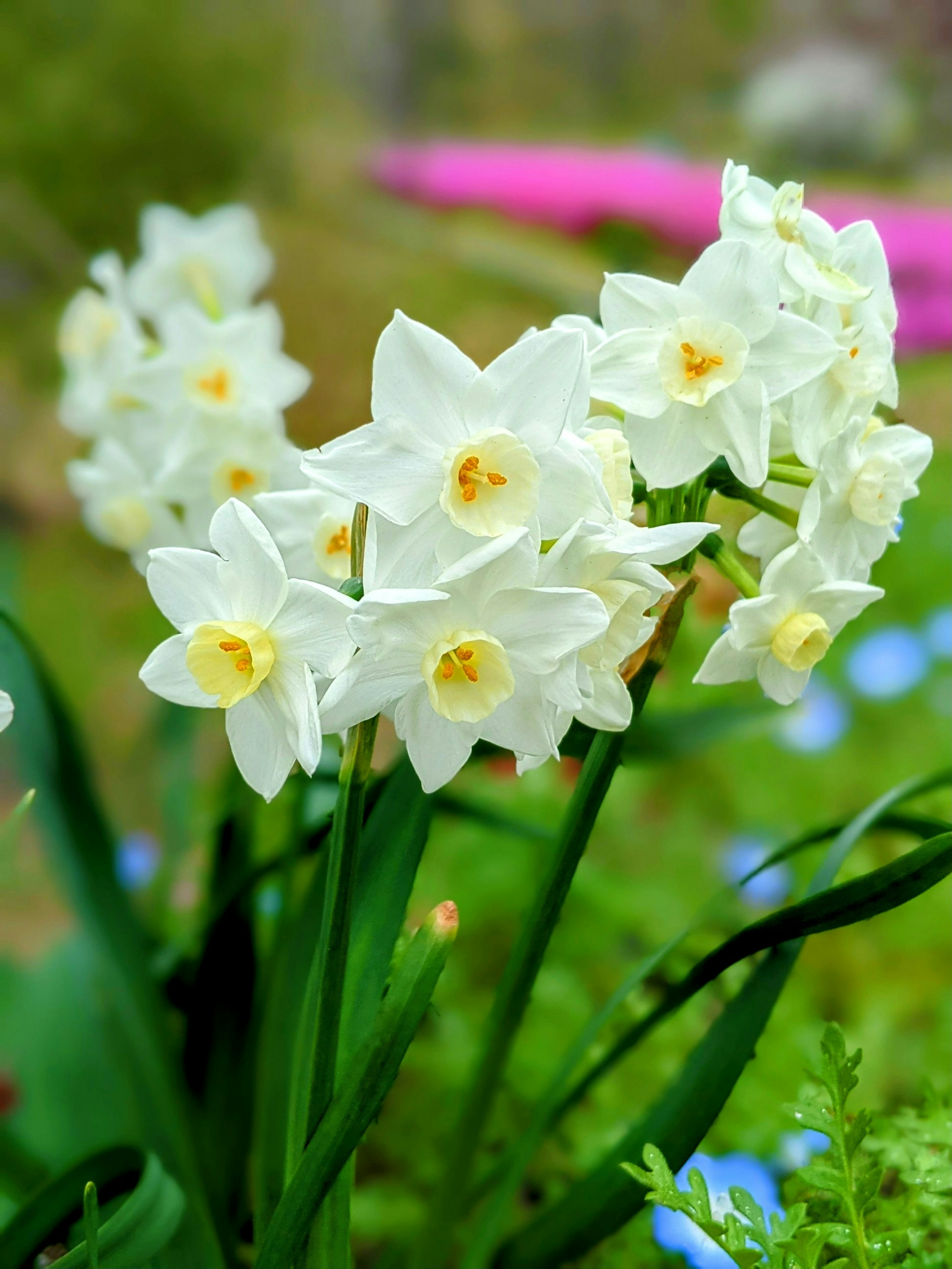 Sekelompok bunga daffodil putih mekar di latar belakang hijau