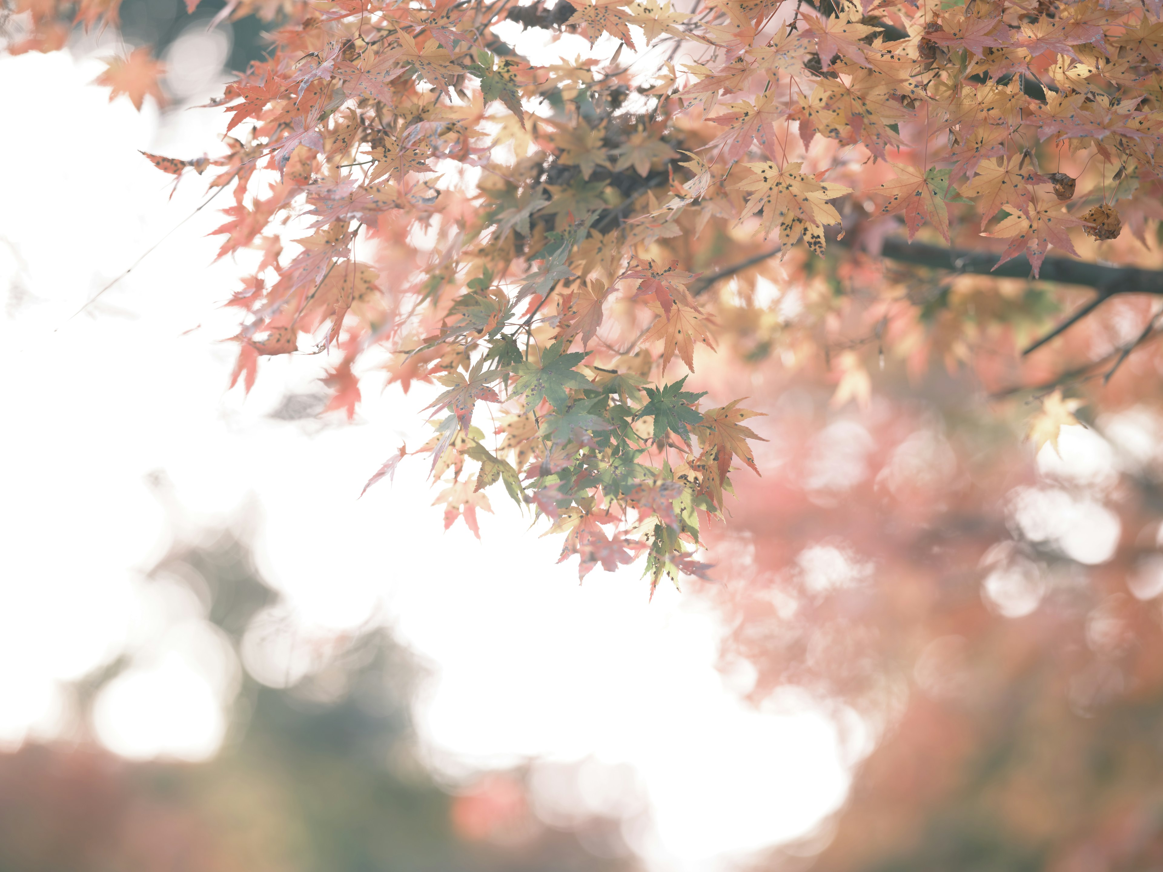 Hojas de otoño en luz suave con colores vibrantes