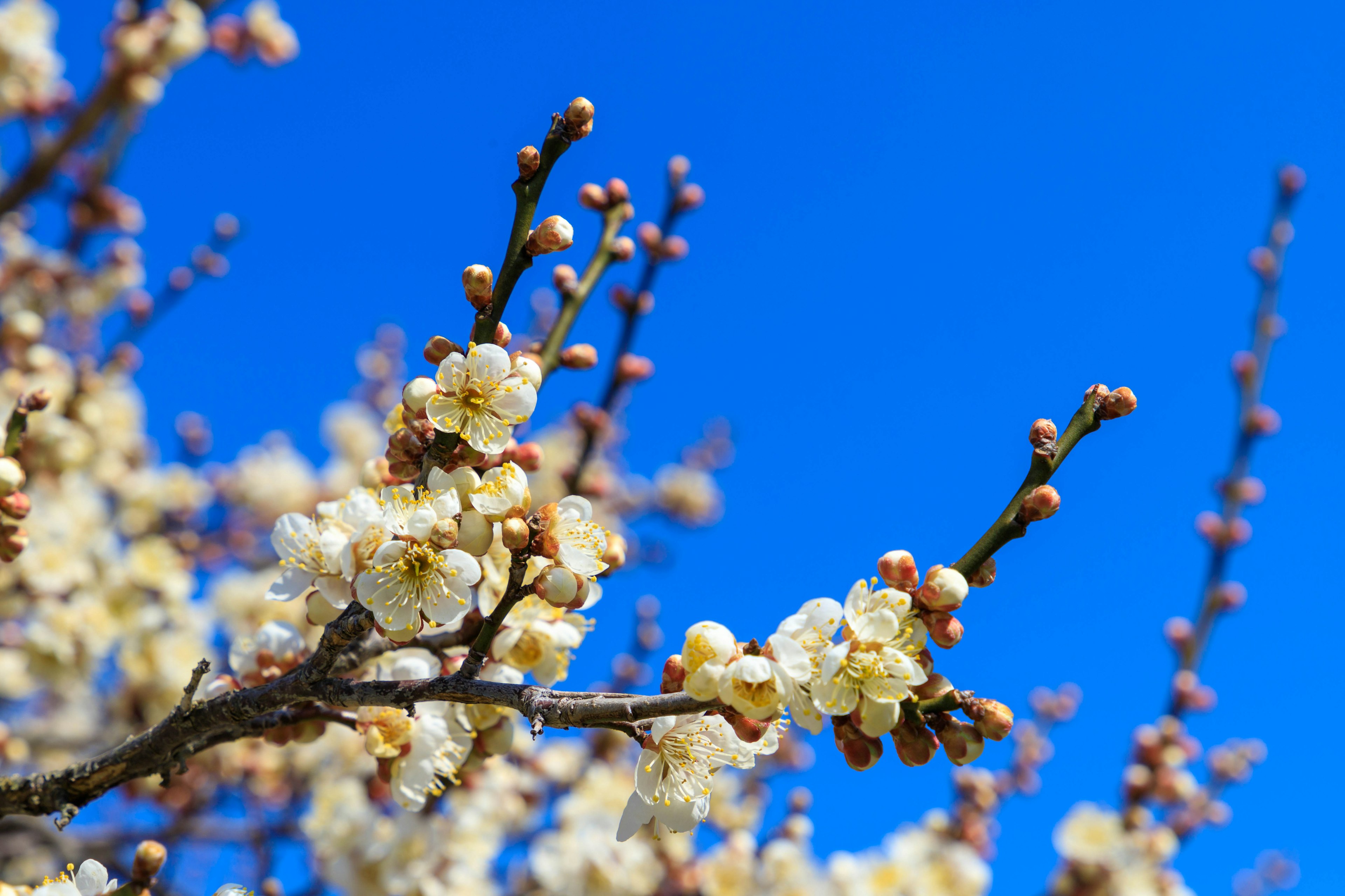 Branches with white blossoms against a clear blue sky