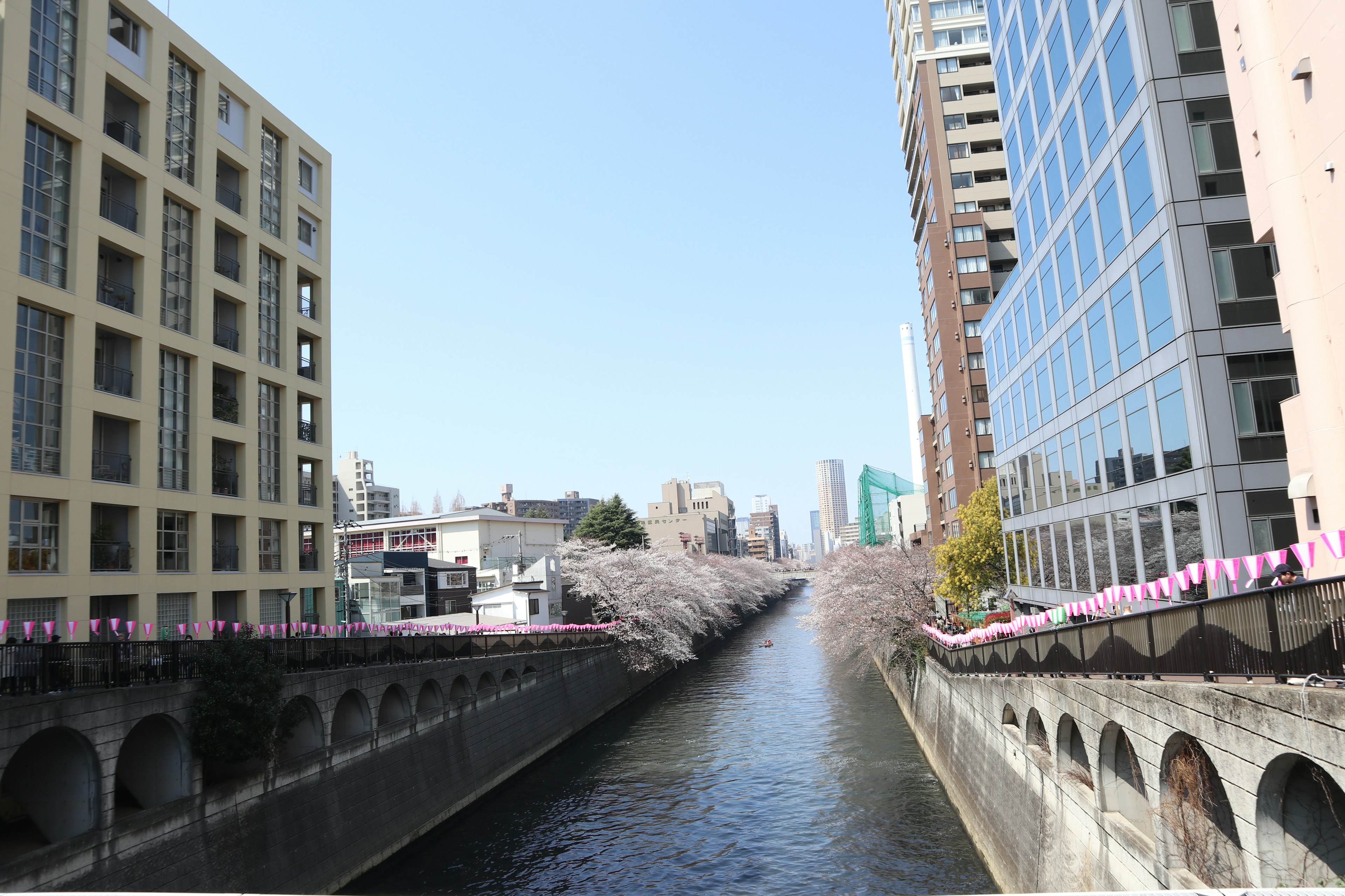 川沿いの桜並木と高層ビルの景観