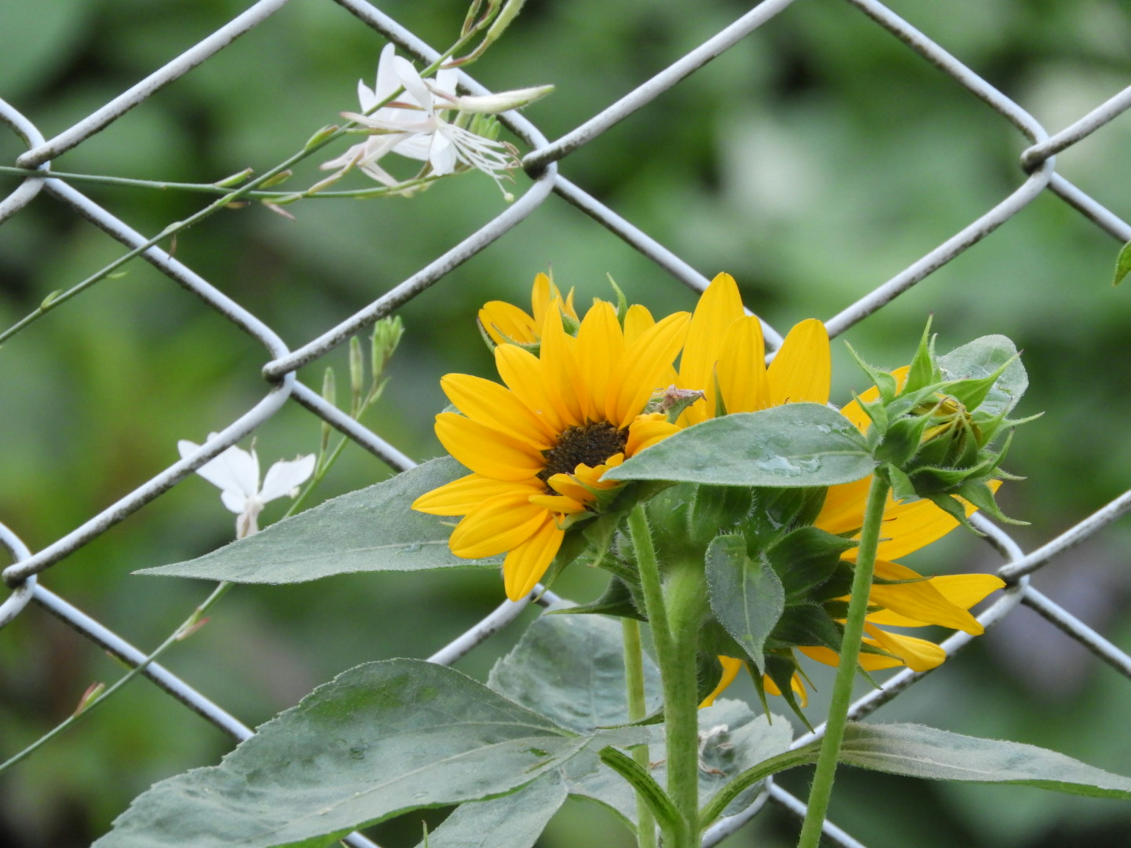 Acercamiento de un girasol y flores blancas frente a una cerca