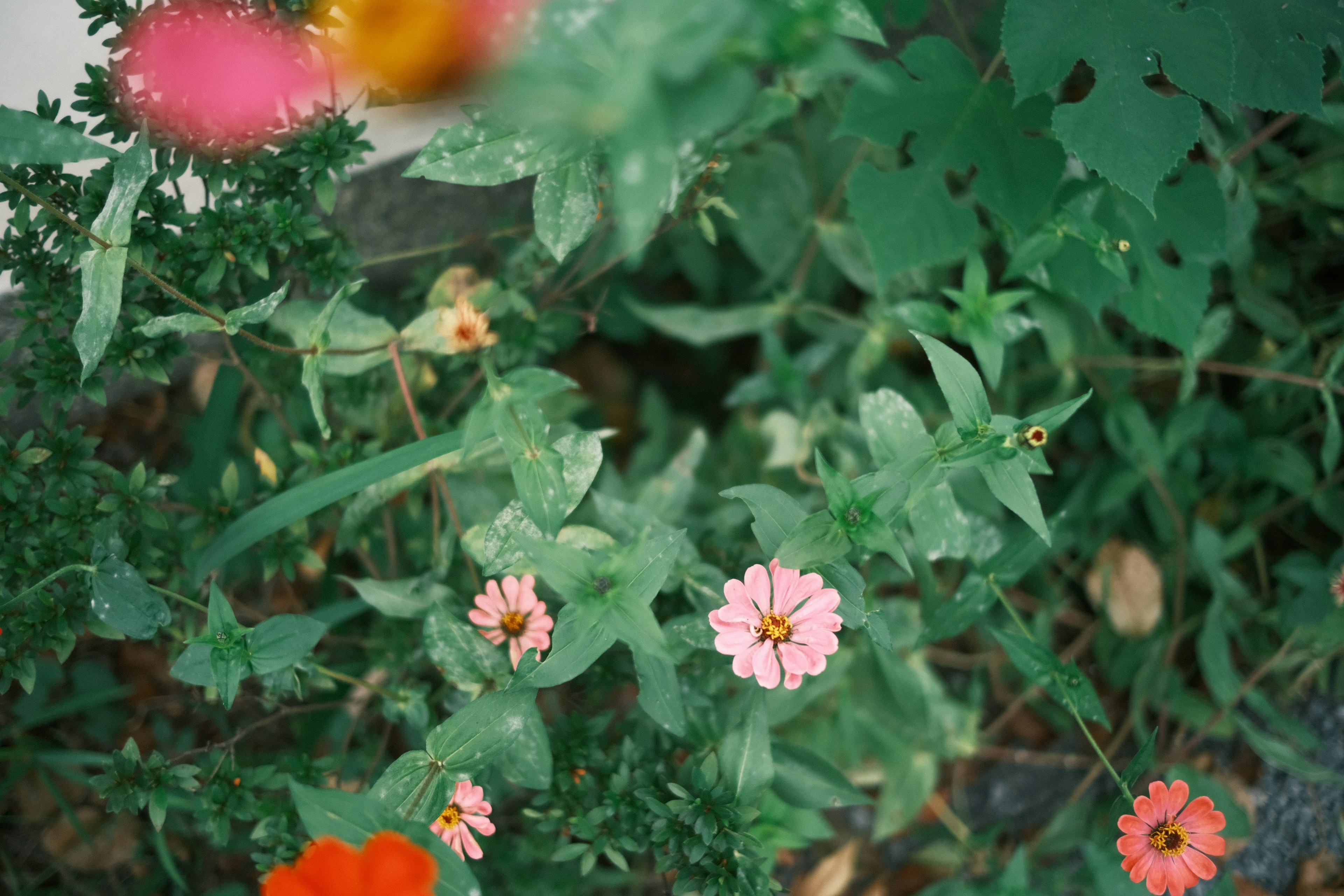 A top-down view of a garden featuring pink flowers surrounded by green leaves