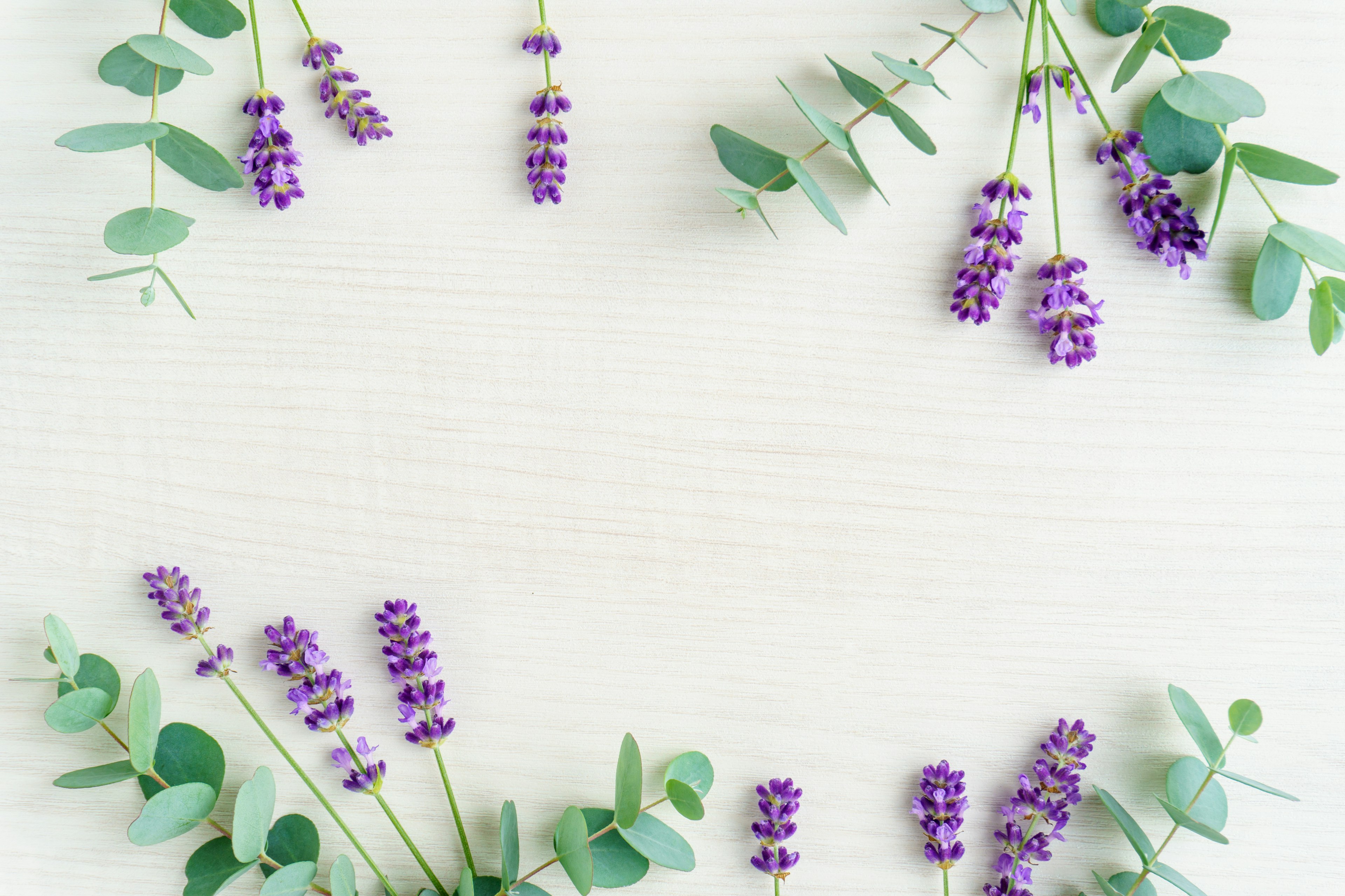 Lavanda púrpura y eucalipto verde dispuestos sobre un fondo blanco