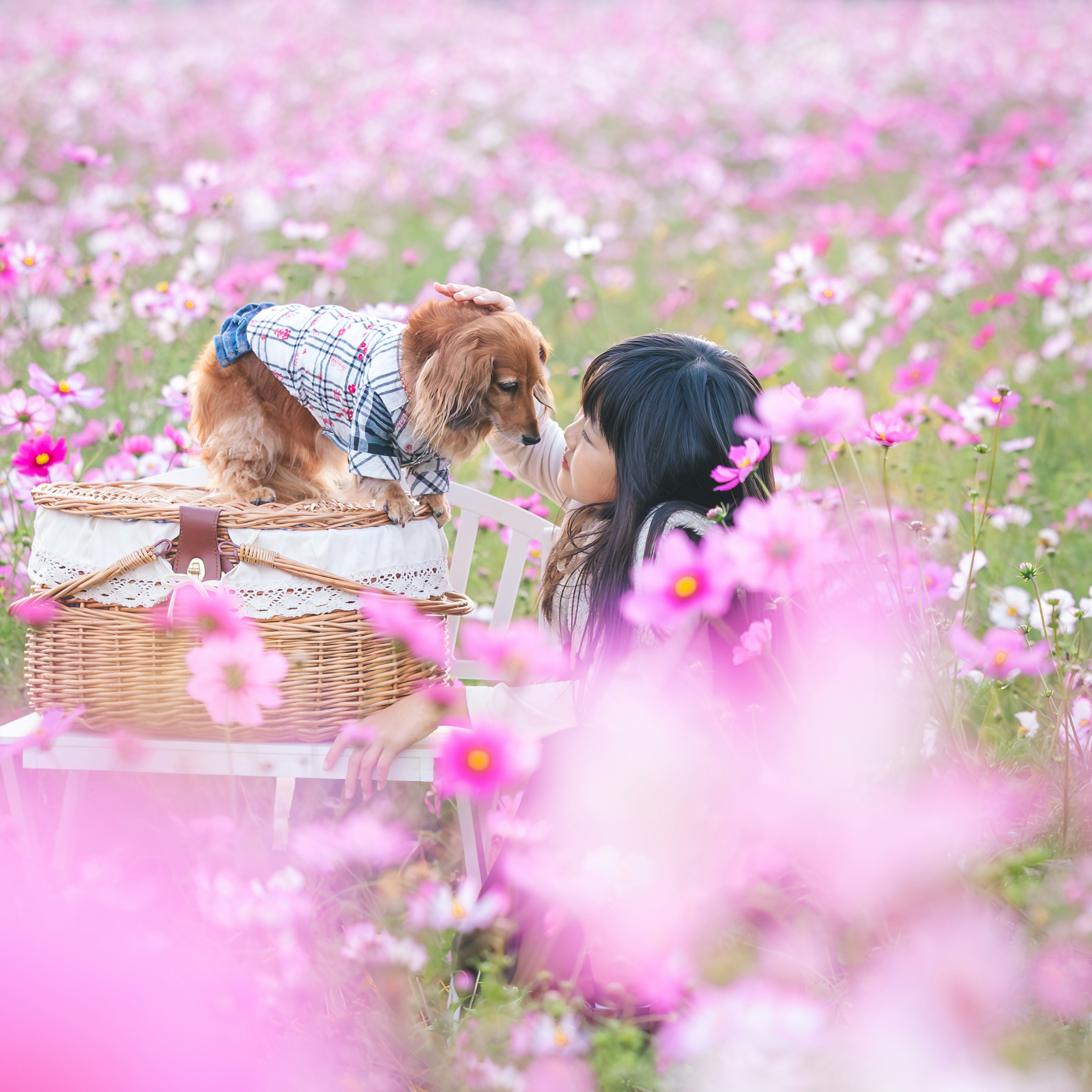 犬と少女がコスモス畑で触れ合うシーン