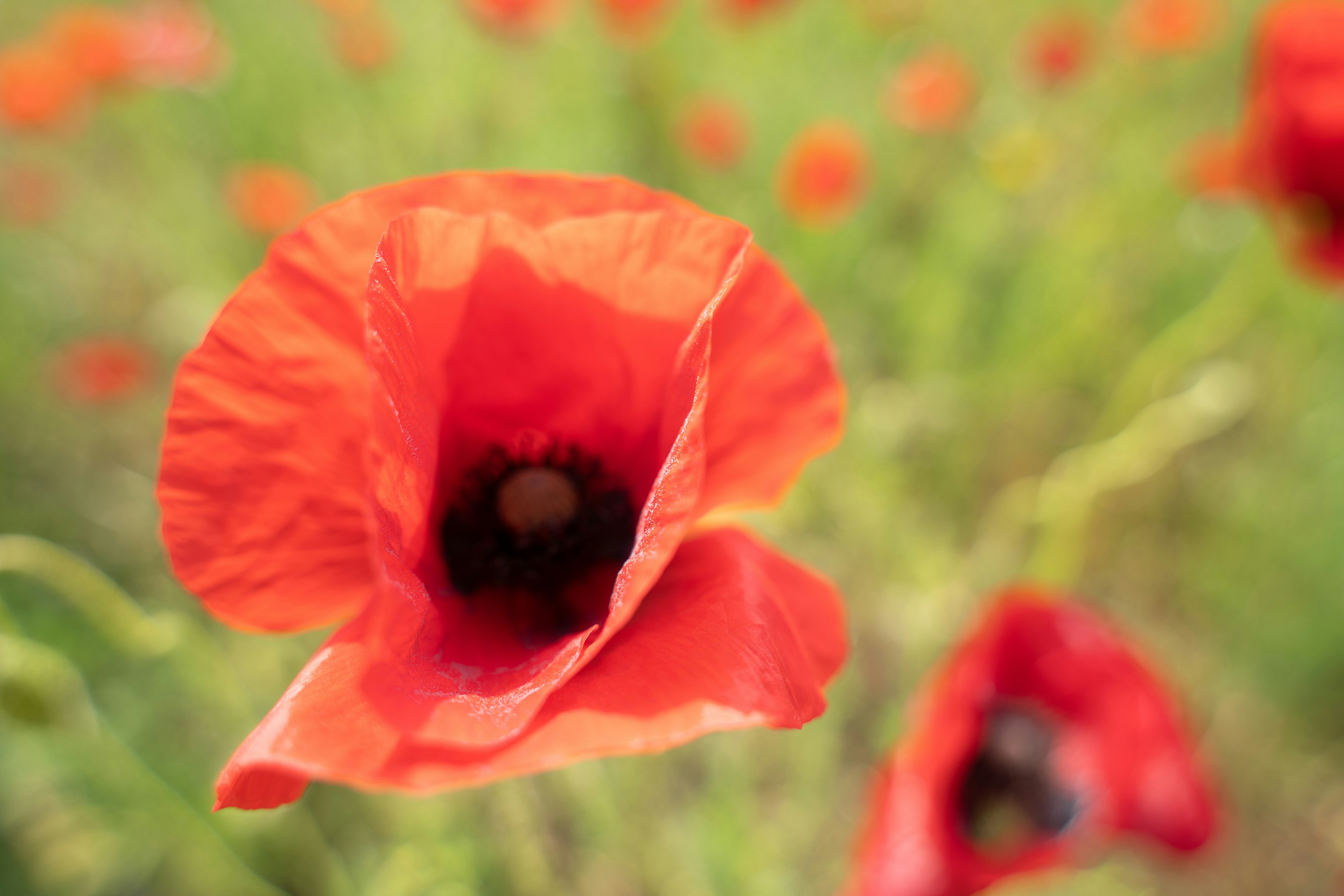 Nahaufnahme einer lebhaften roten Mohnblume mit verschwommenen Mohnblumen im Hintergrund