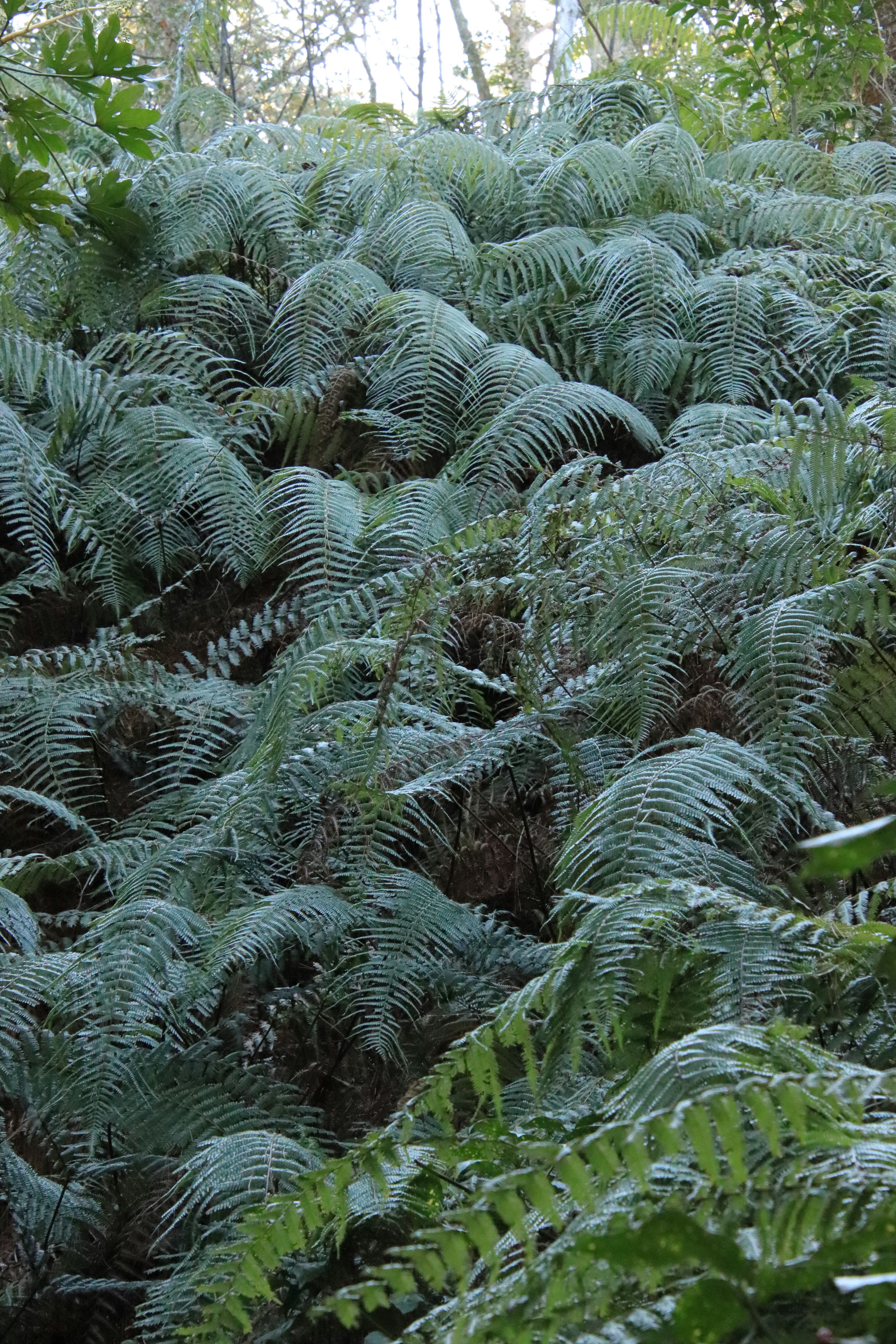 Dense green ferns in a forest setting