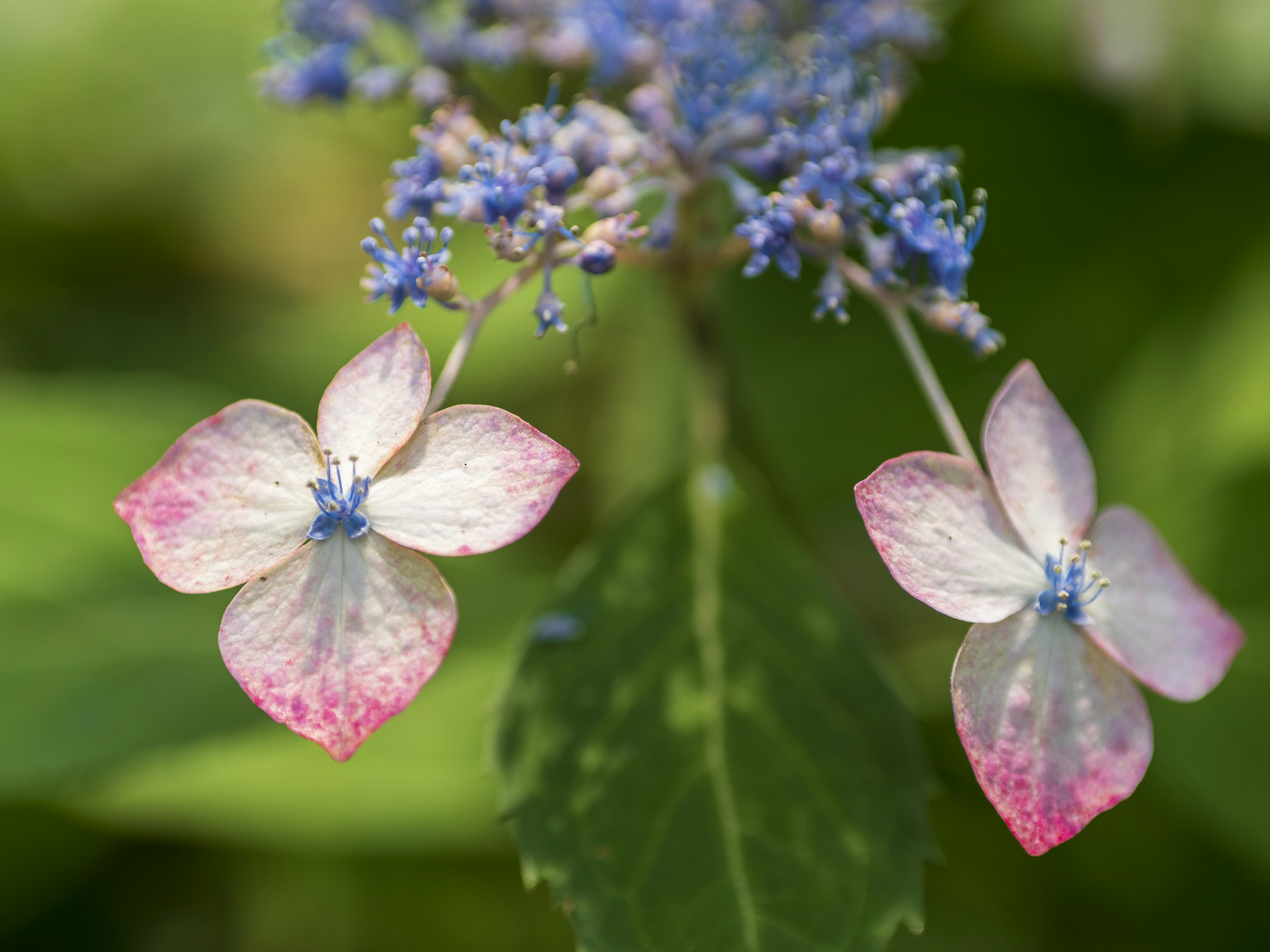 Acercamiento de hortensia con flores azules y pétalos rosas