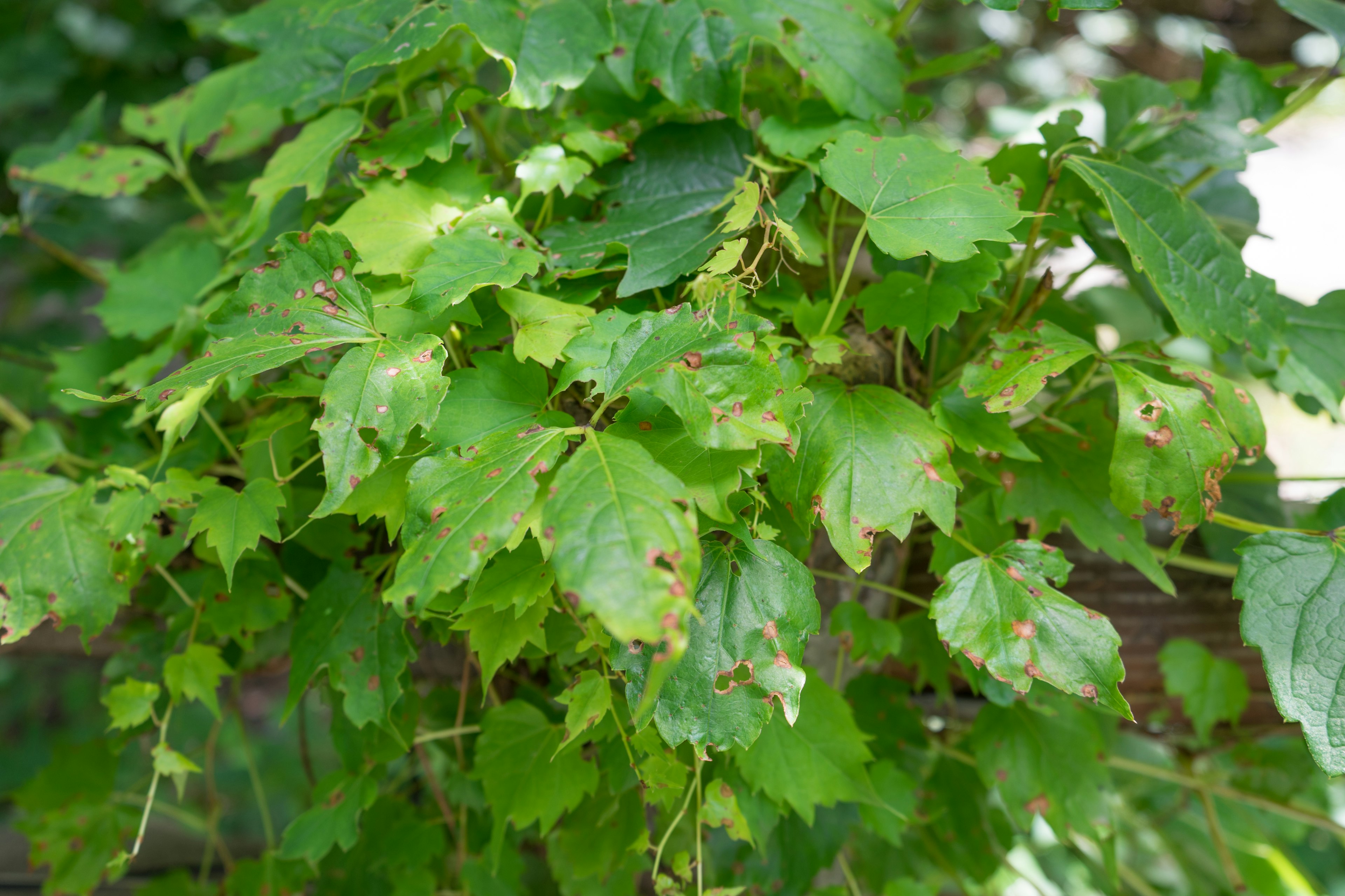 Close-up of a lush green plant with vibrant leaves