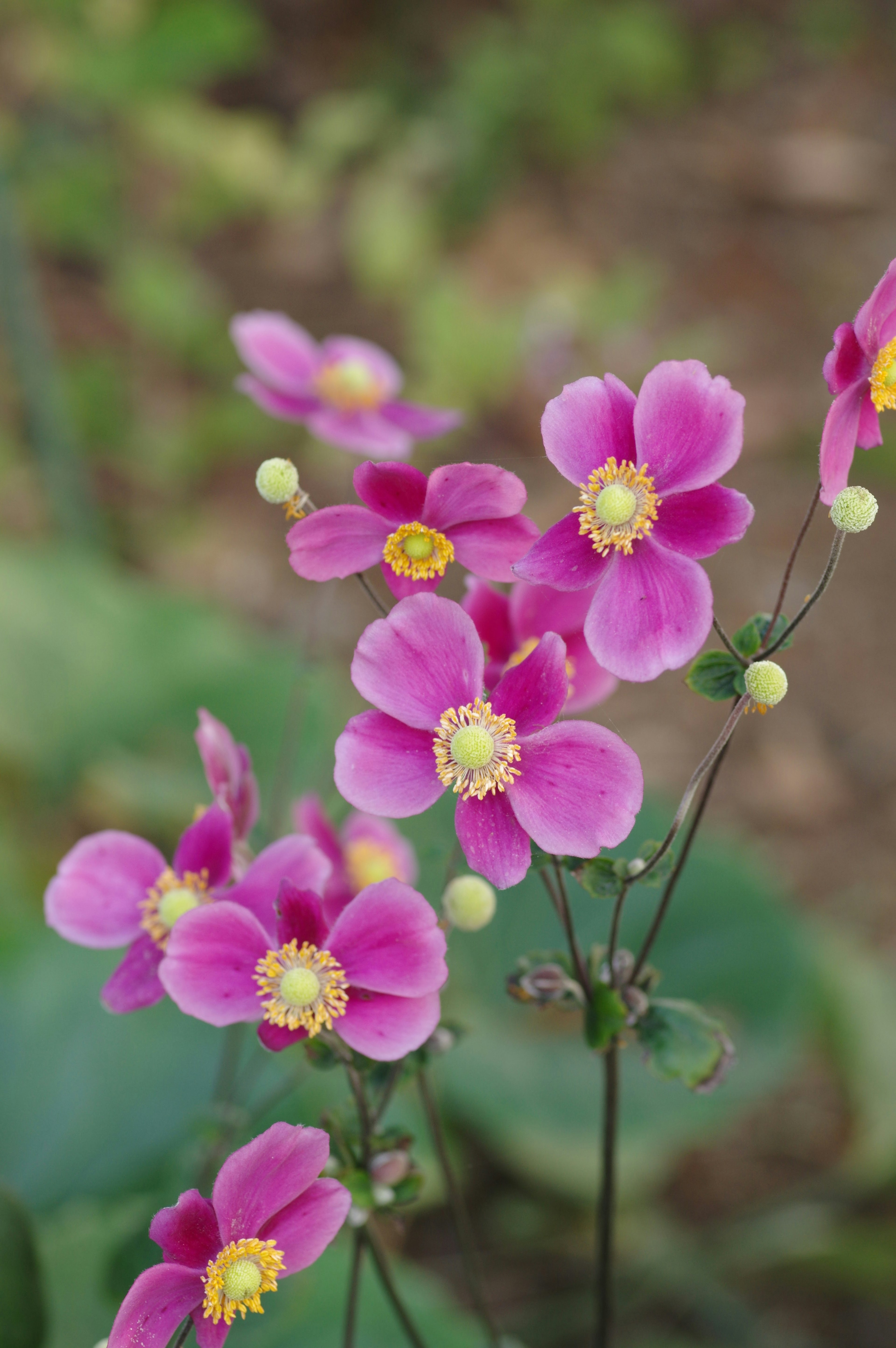 鮮やかなピンクの花と黄色の中心を持つ花の群れ