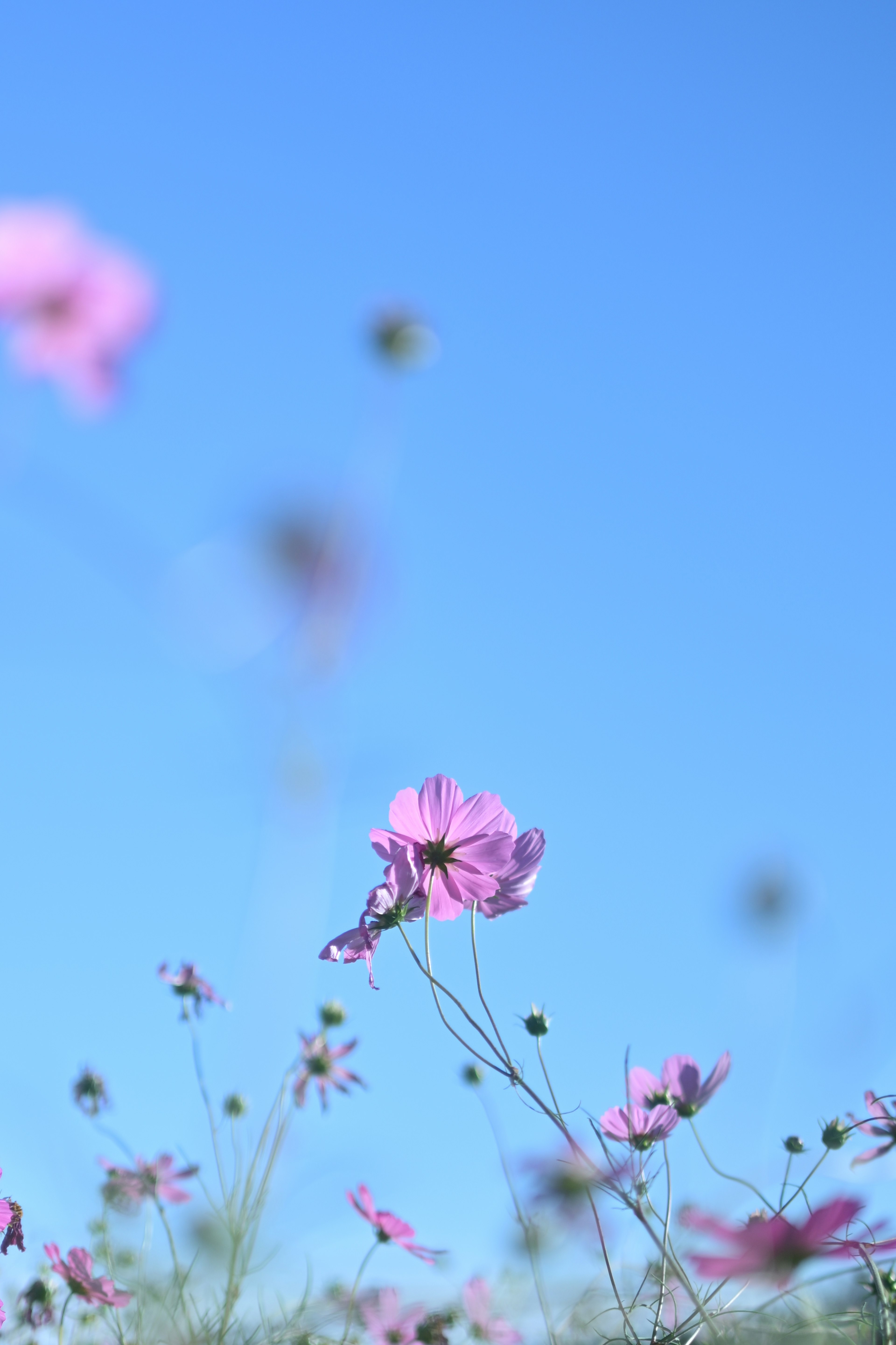 青い空を背景にしたピンクの花が咲いている風景