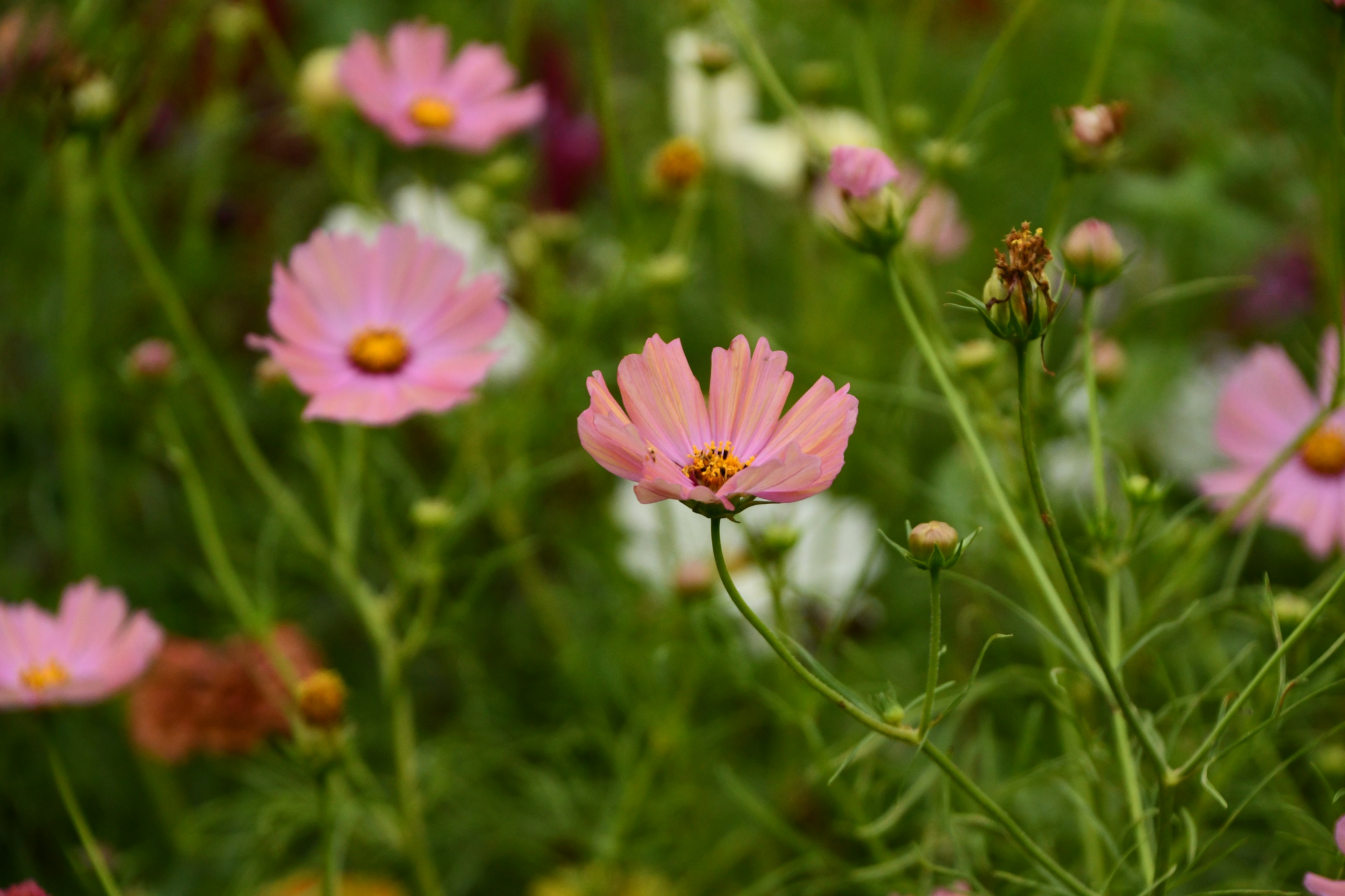 色とりどりの花が咲く緑の背景にピンクのコスモスの花