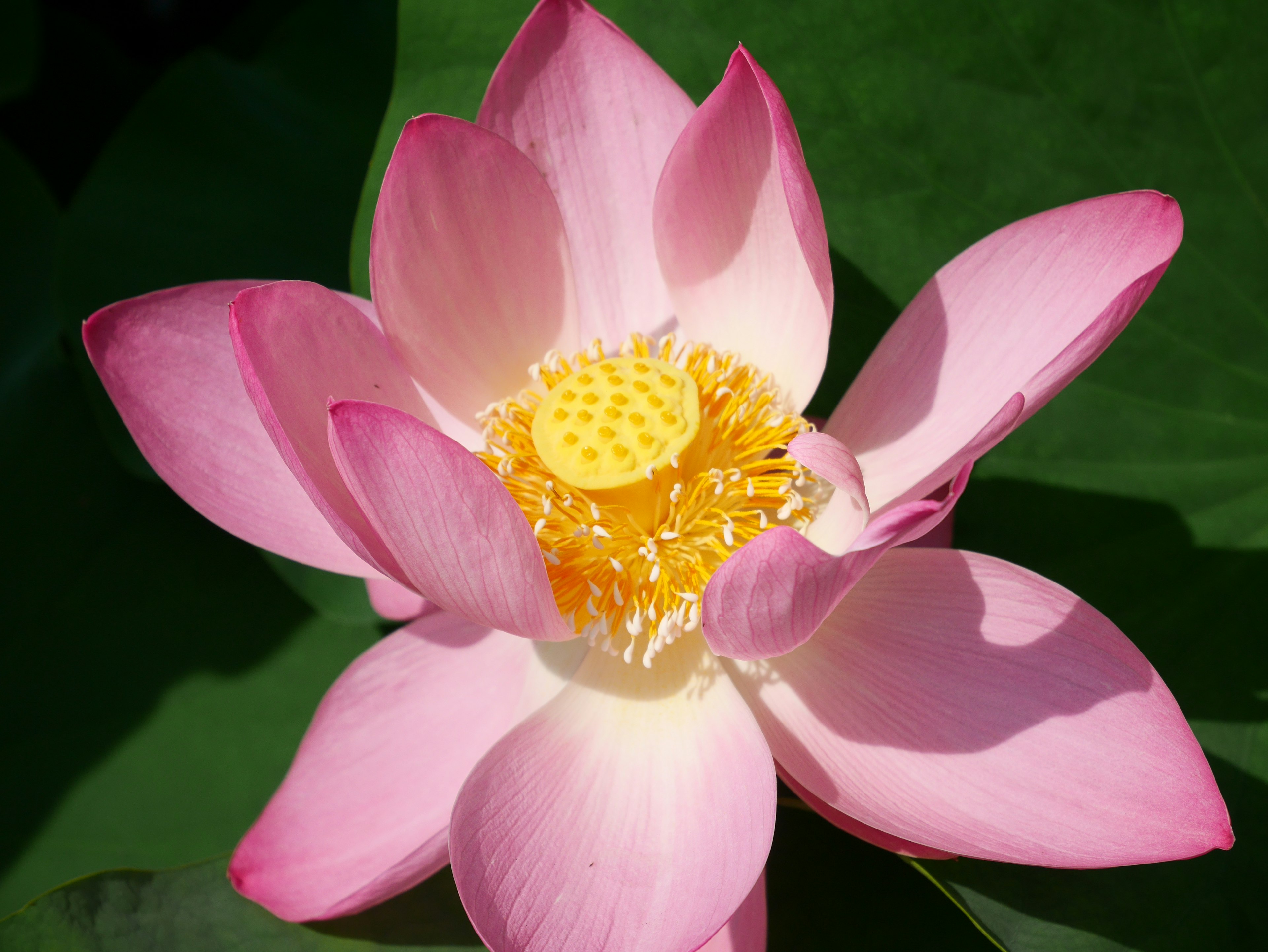 Primo piano di un bellissimo fiore di loto rosa con un centro giallo