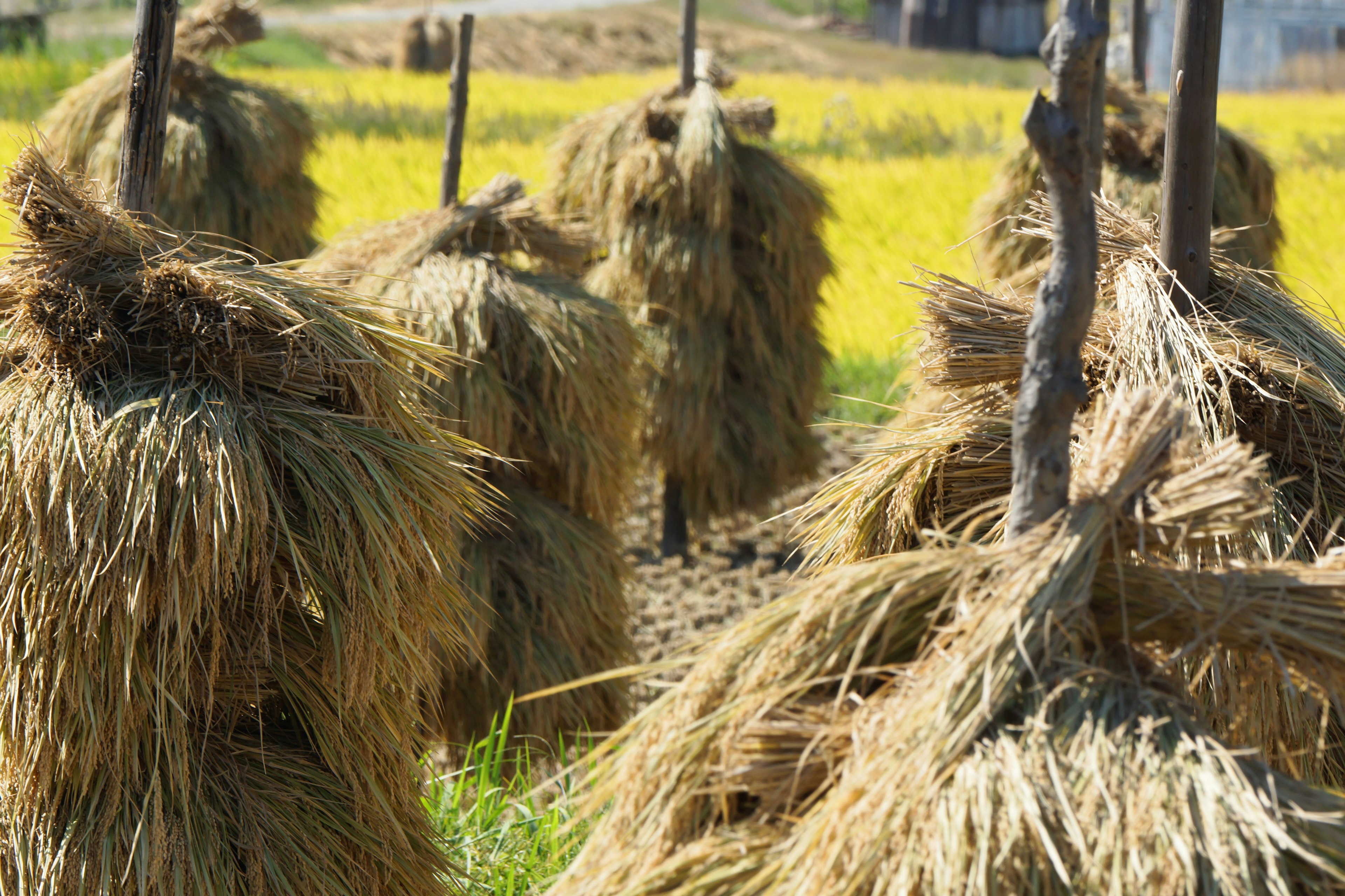 Campo di paglia di riso in fasci con piante di riso gialle sullo sfondo