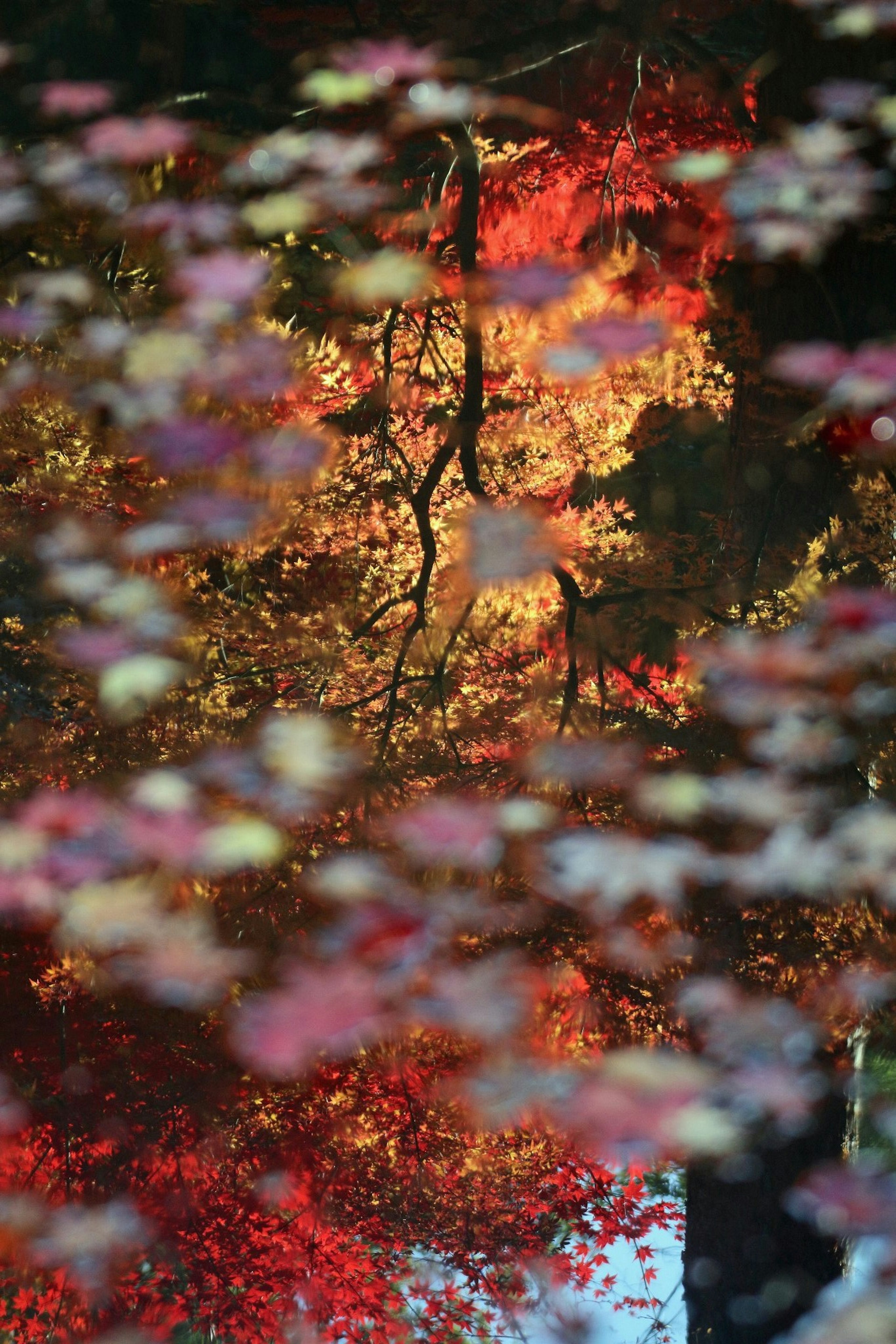 秋の紅葉が水面に映る美しい風景