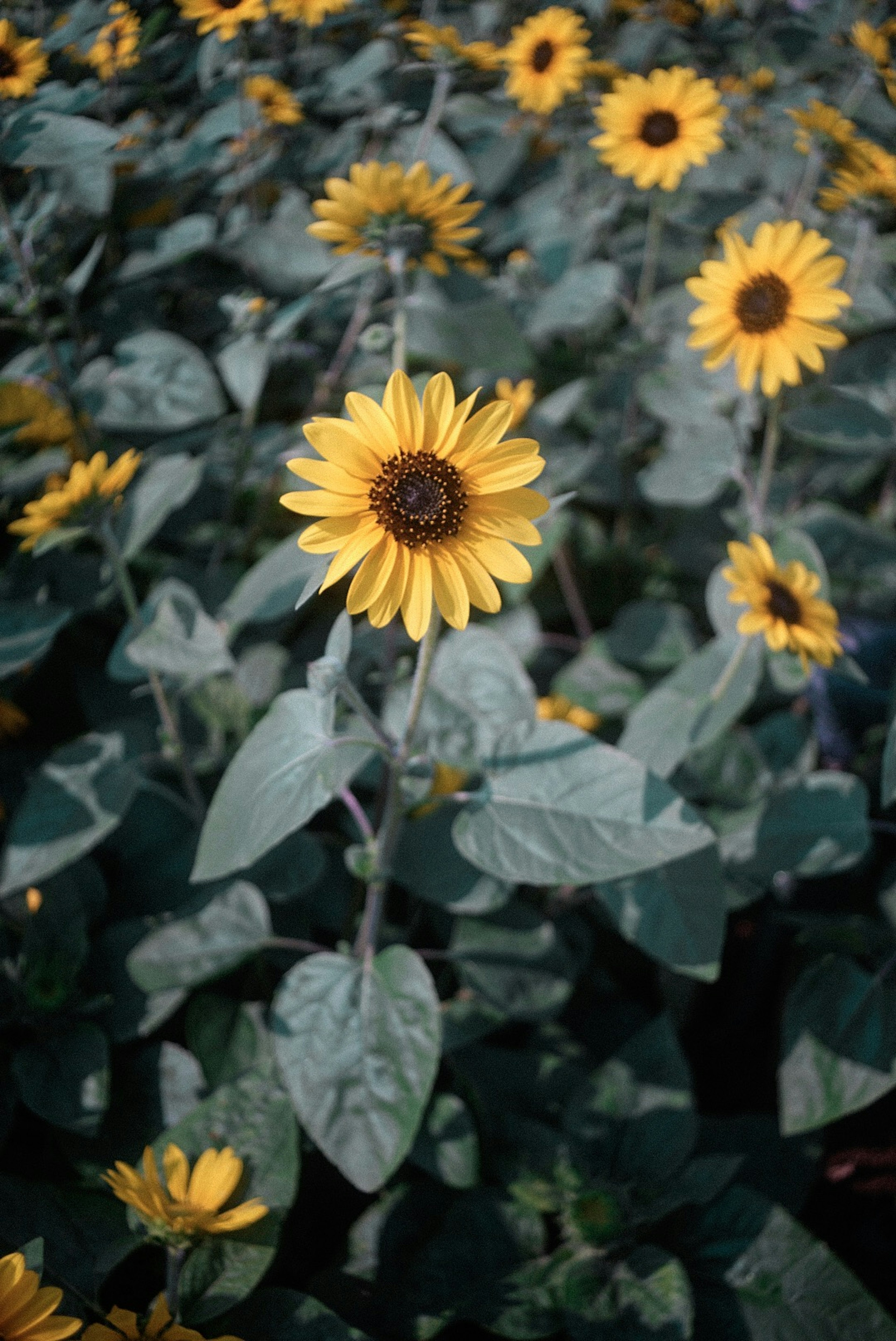 Field of bright sunflowers with green leaves