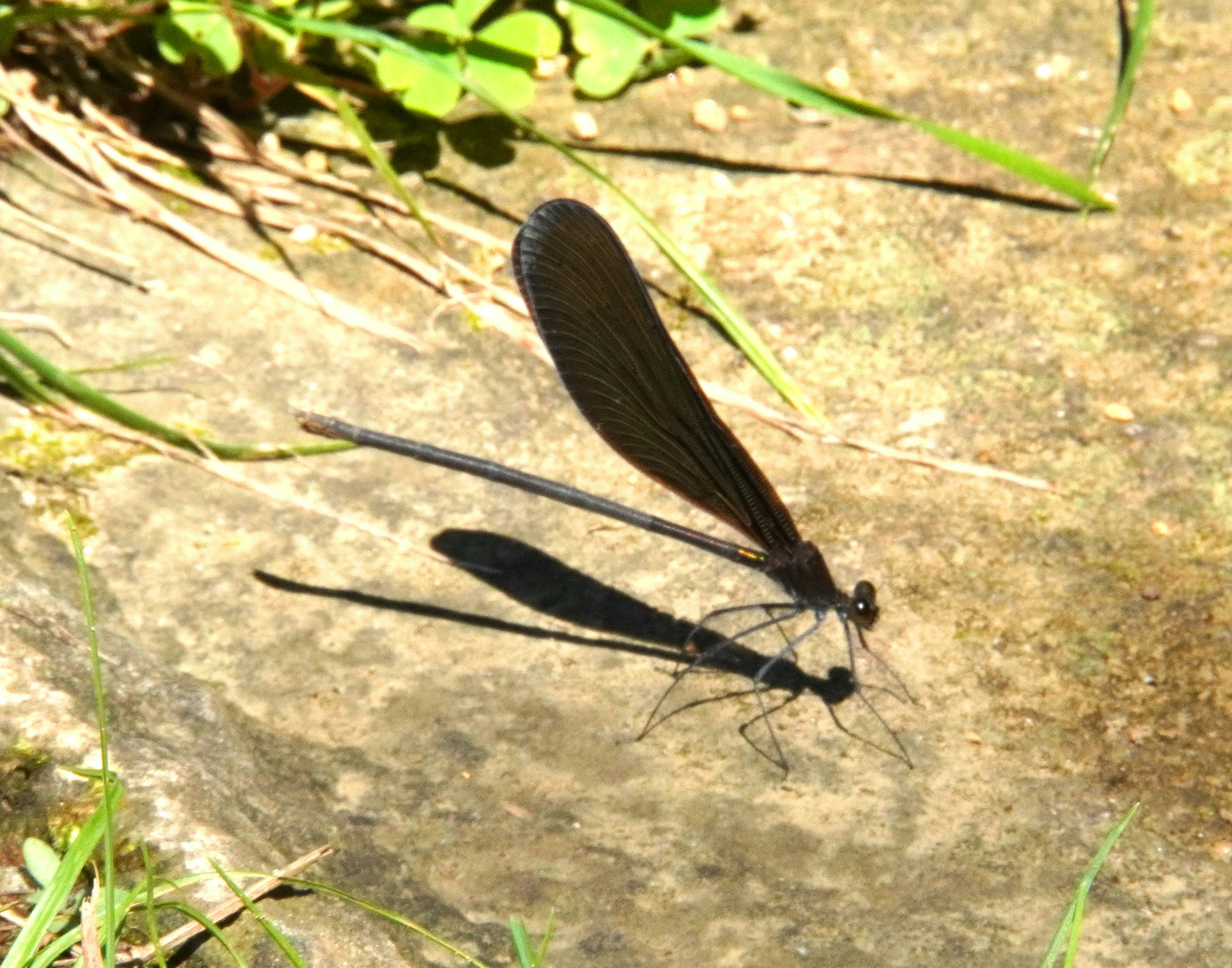 Eine Libelle mit schwarzen Flügeln, die auf einem Stein ruht