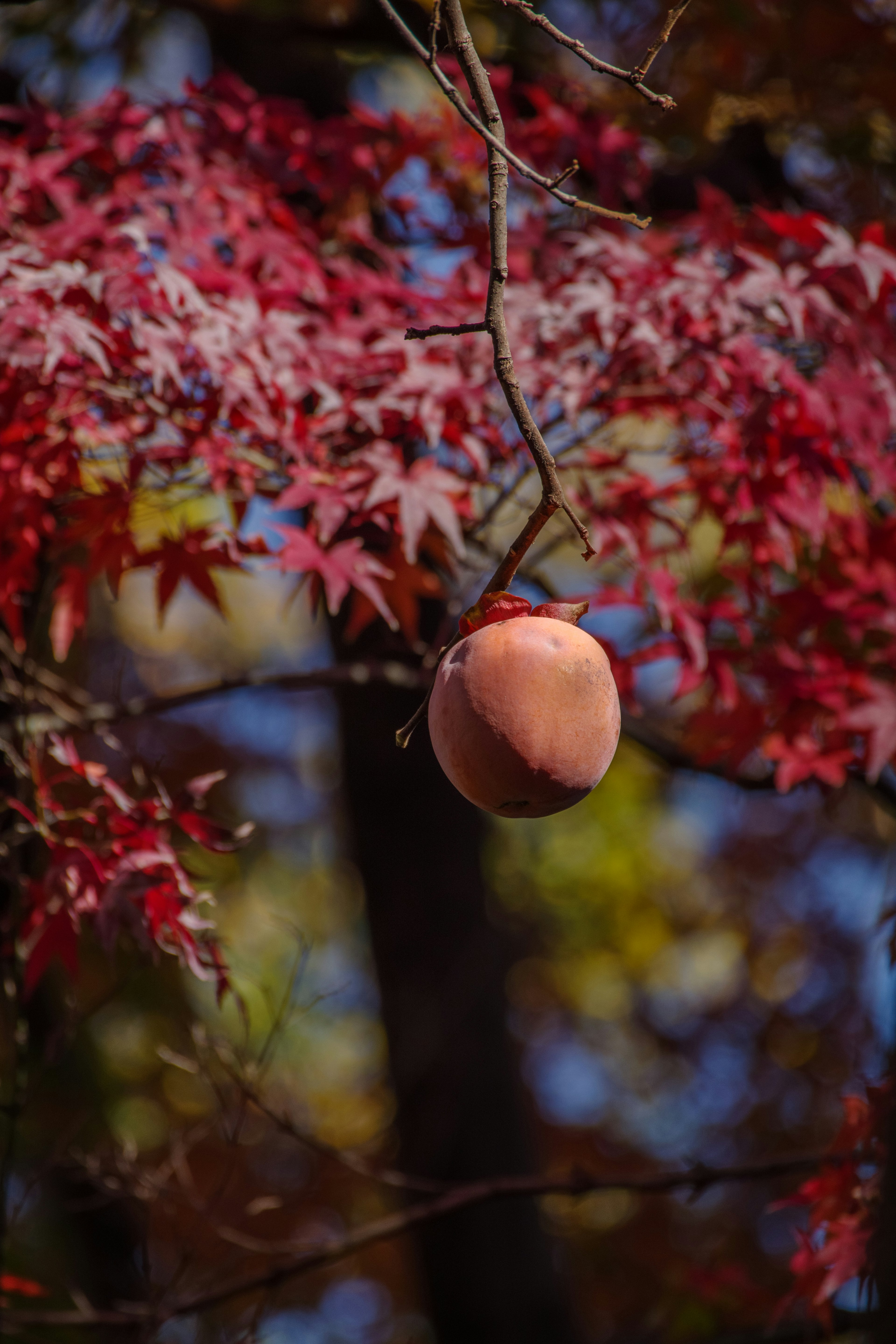 Fruit de pêche suspendu parmi des feuilles rouges