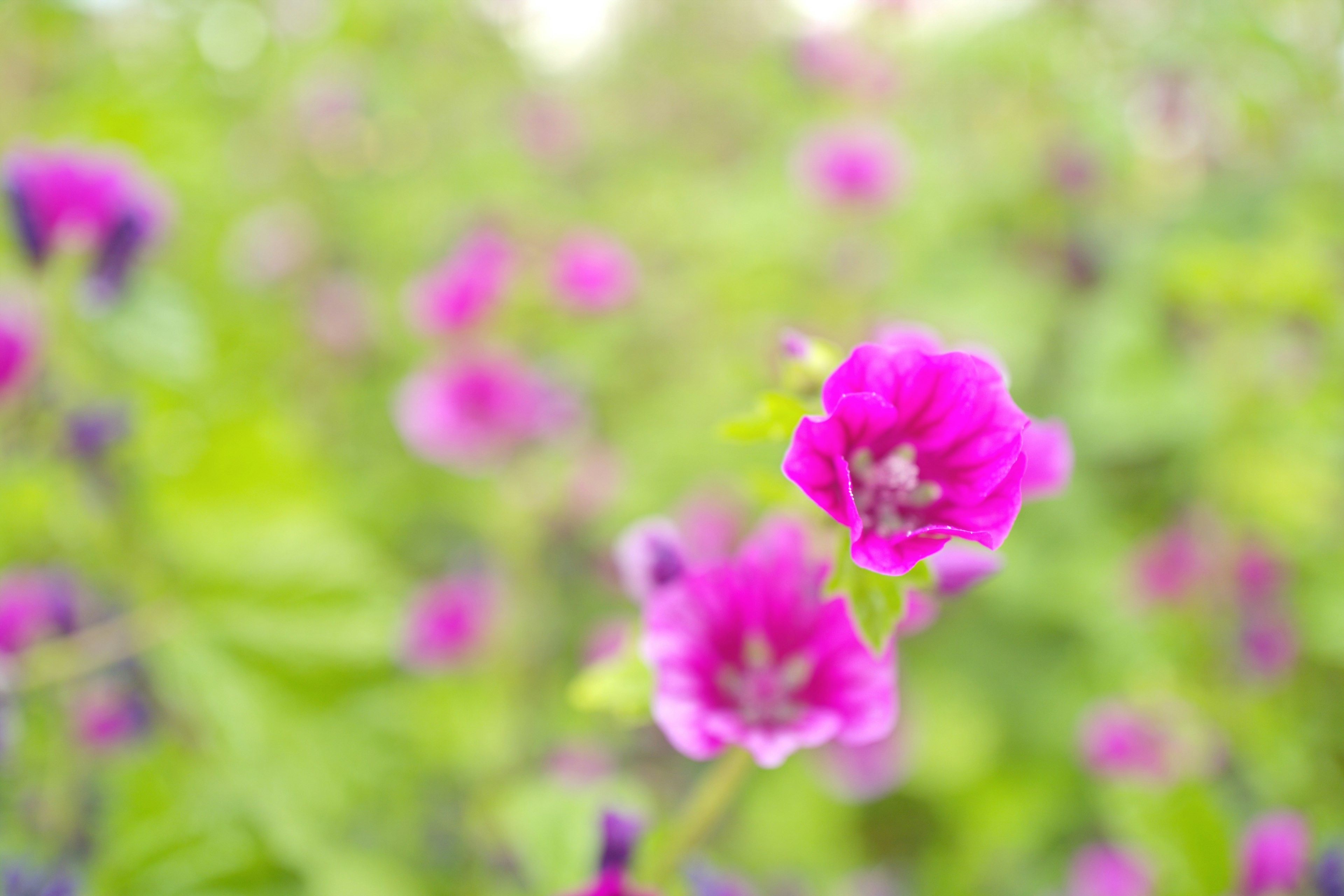 被郁郁葱葱的绿色叶子环绕的鲜艳粉红花