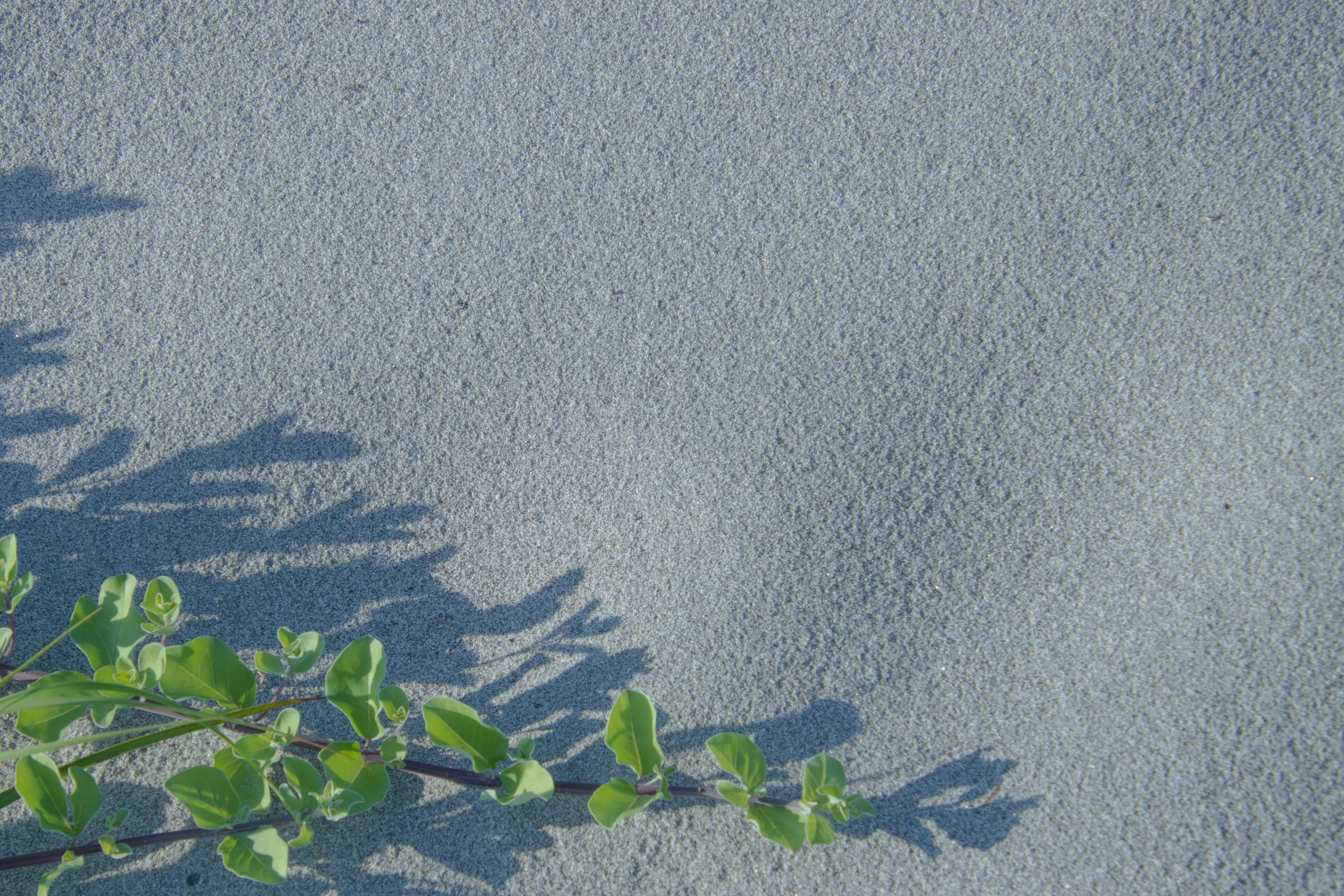 Hojas verdes proyectando sombras sobre una pared texturizada azul-gris