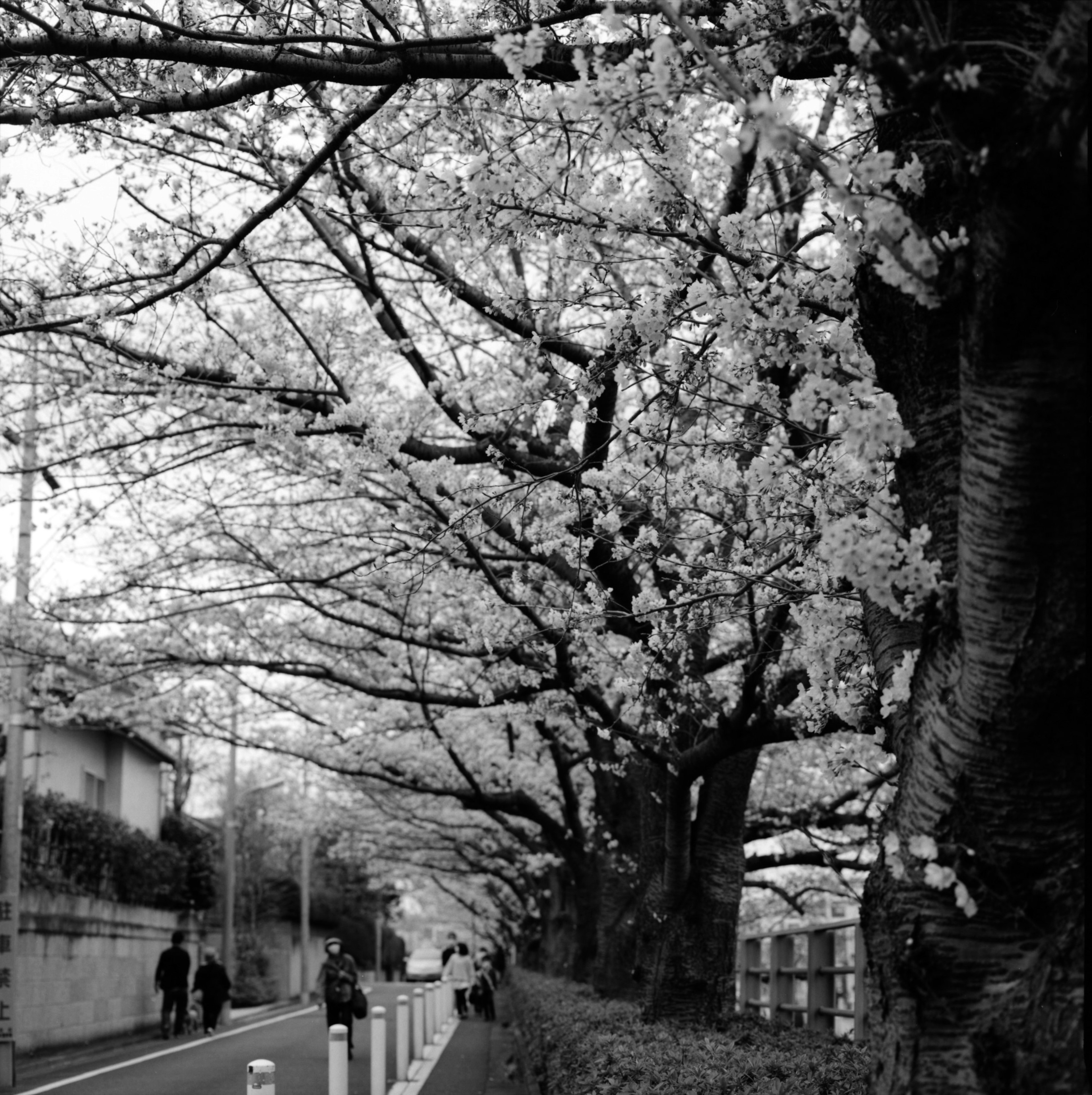 Imagen en blanco y negro de árboles de cerezo a lo largo de una carretera con personas caminando