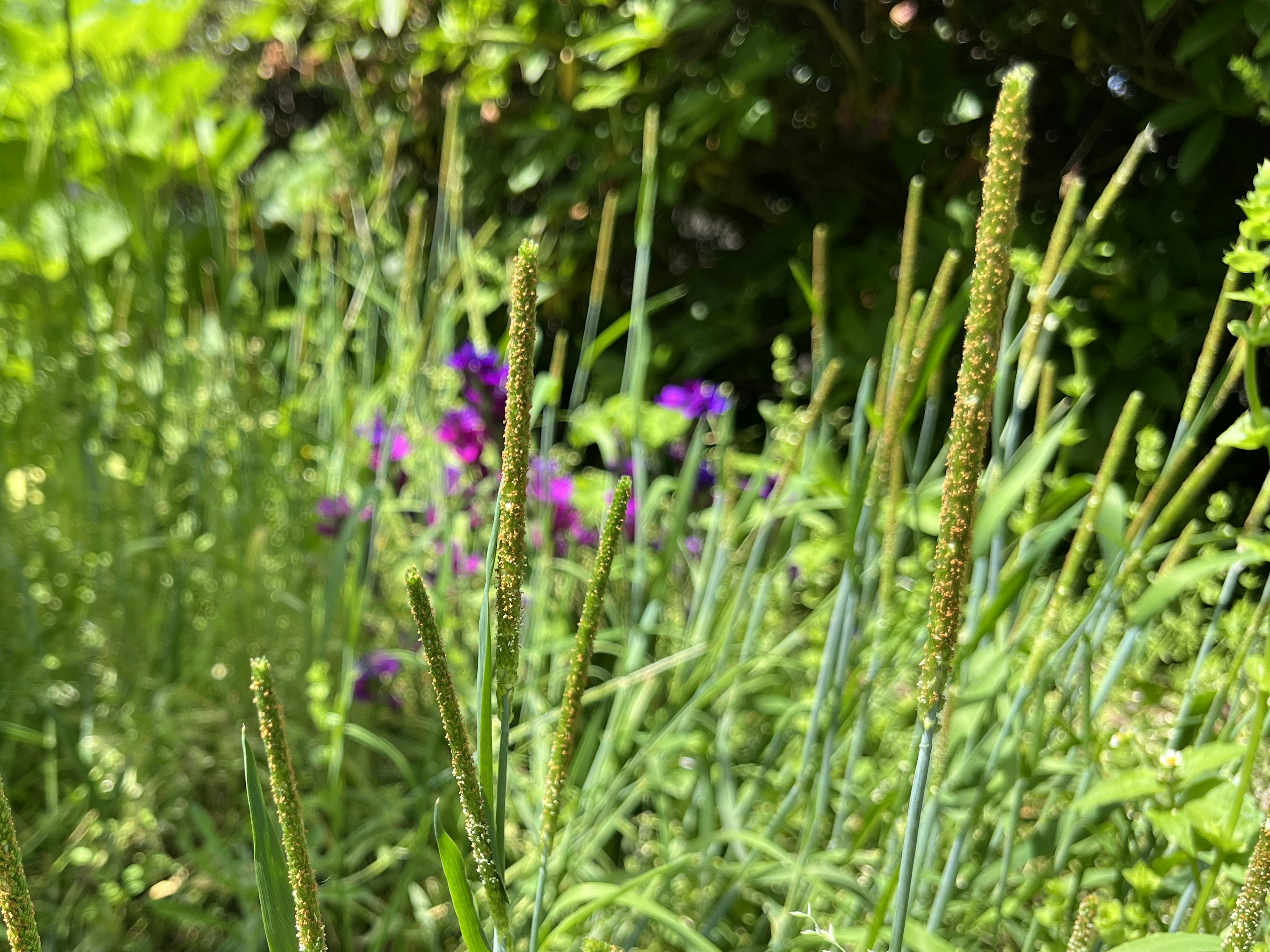 緑の草と紫の花がある庭の風景