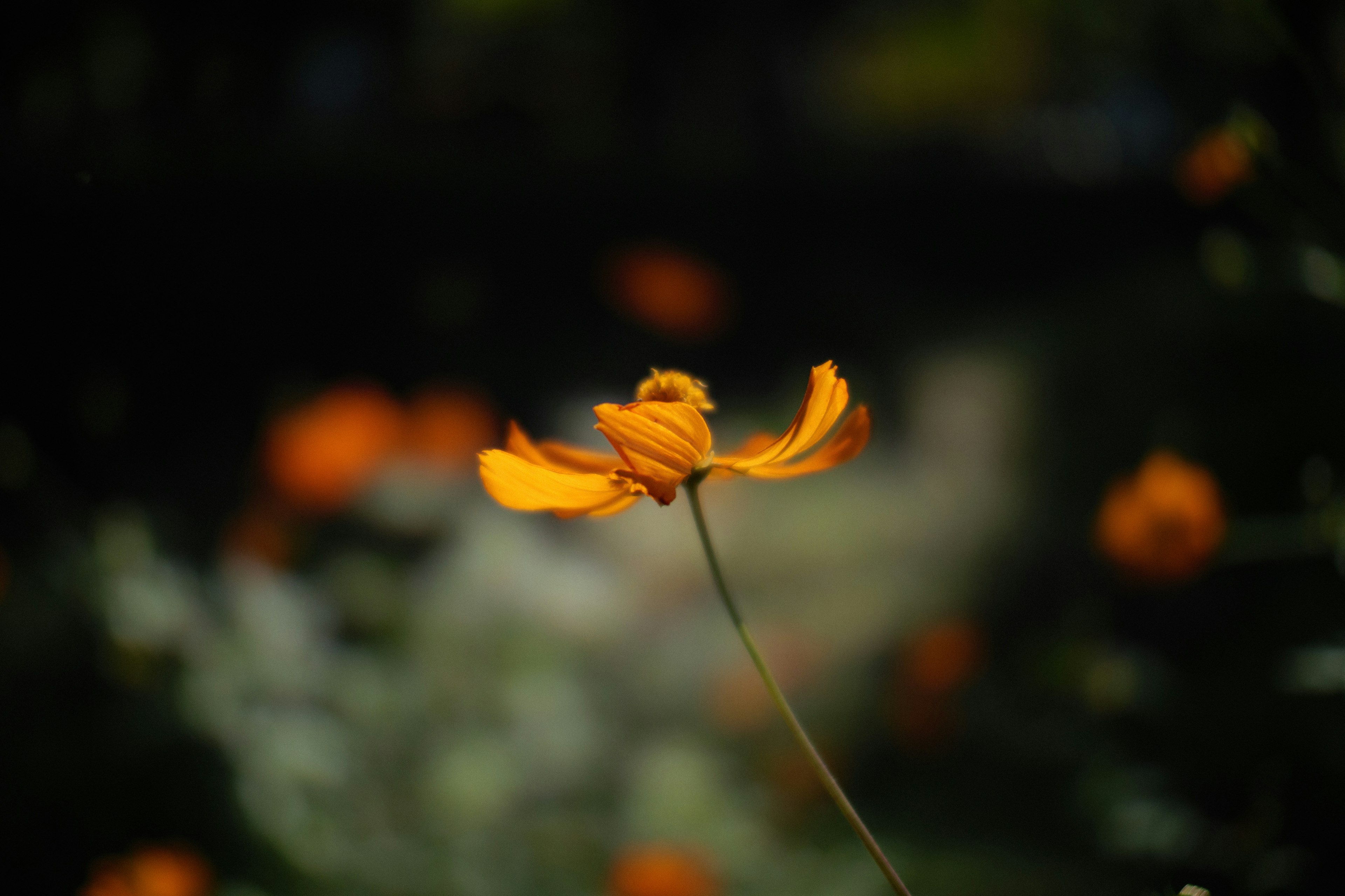 A vibrant orange flower stands out against a blurred green background