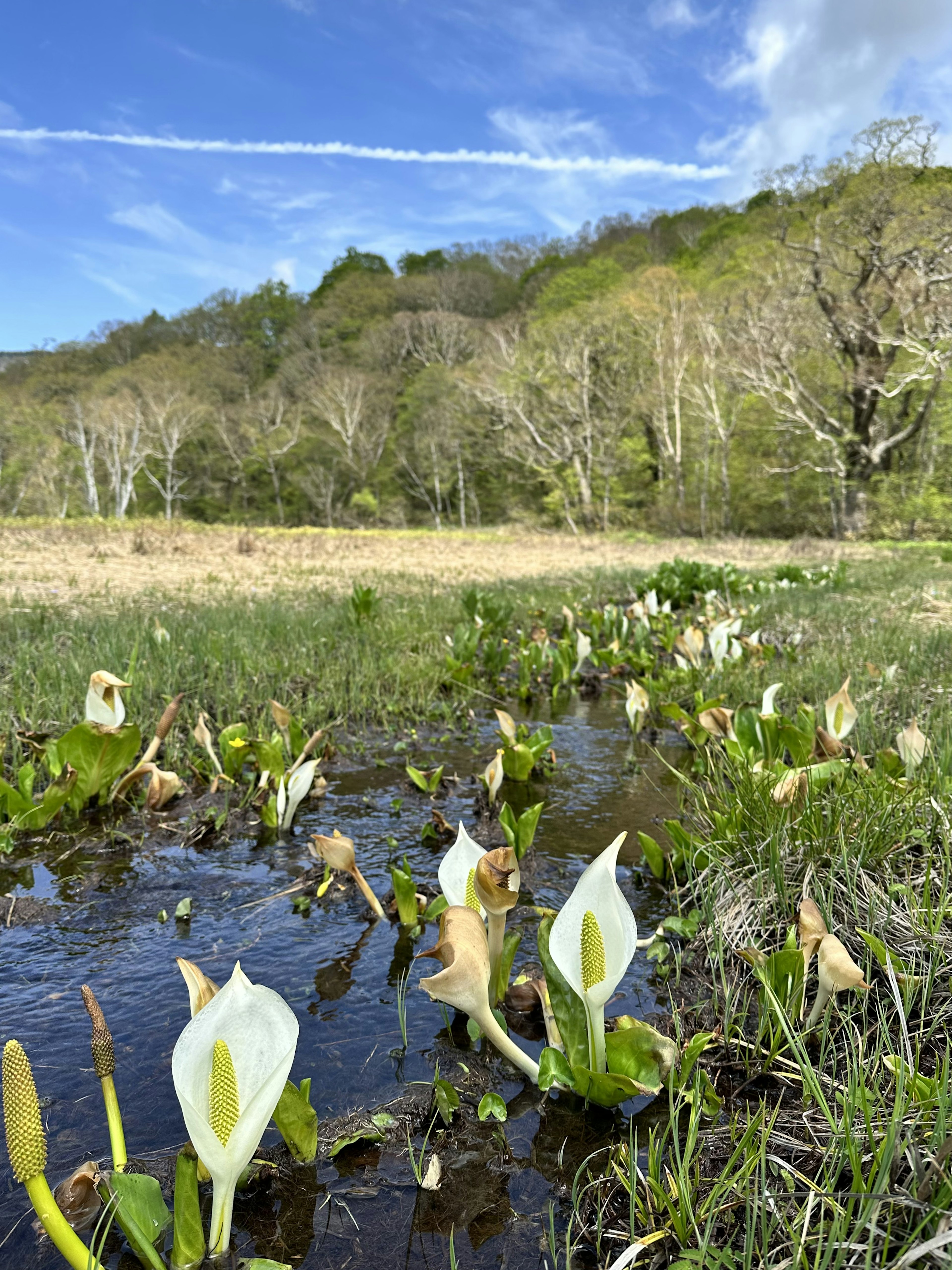 水辺に咲く白い花と緑の草原の風景